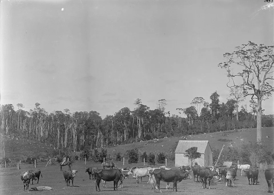 Sunshine Coast Hinterland — photo 3