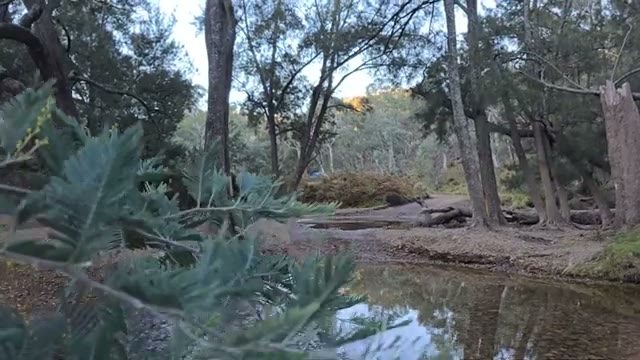 Diggings Camping Area in Blue Mountains — photo 3