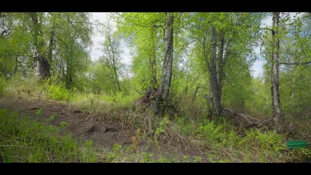 Kelly Lake Campground in AK — photo 1
