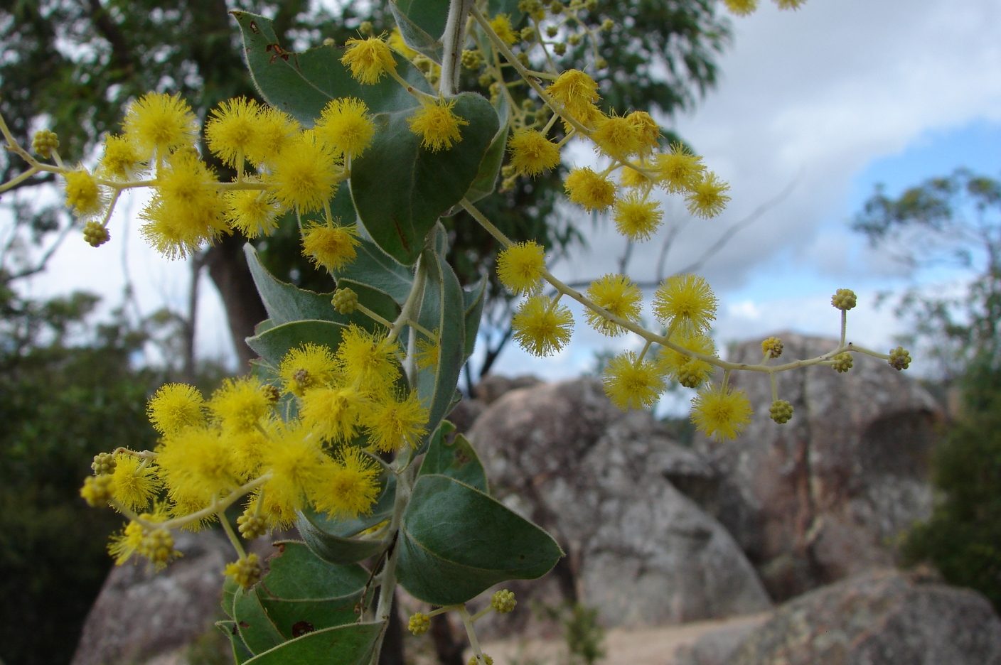 Crows Nest National Park Camping Ground in Crows Nest, QLD — photo 1