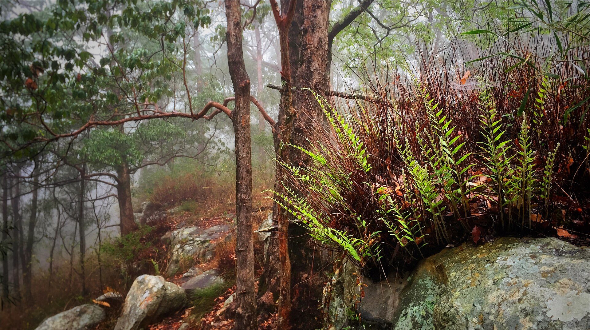 Ravensbourne Rest Area — Ravensbourne, QLD
