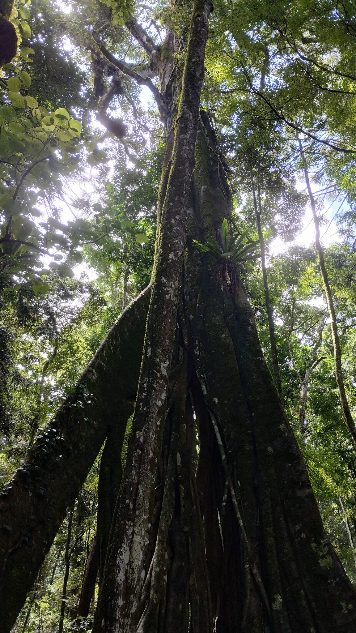 Dandabah Campground in Bunya Mountains, QLD — photo 2