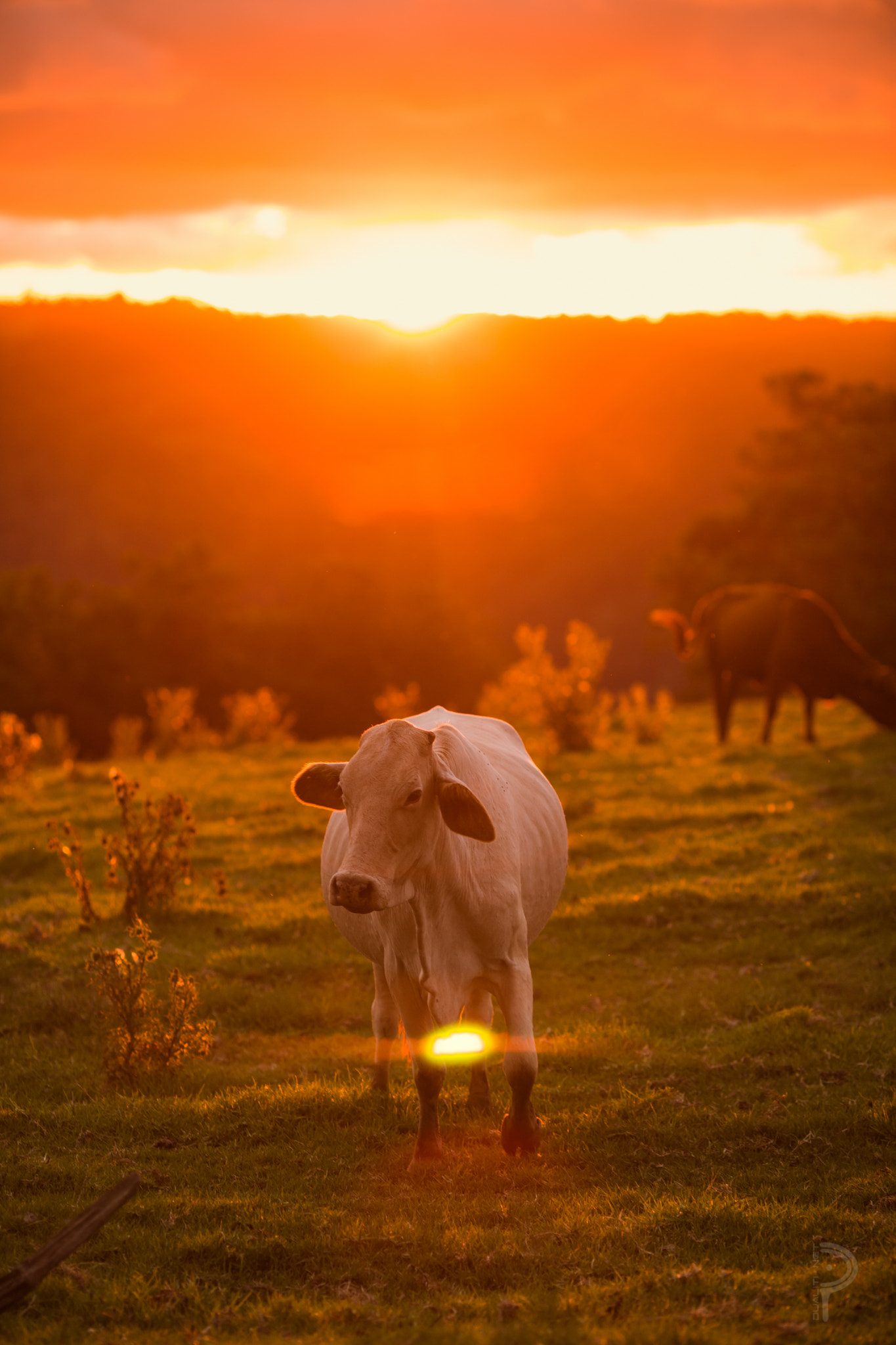 Maleny Showground — Maleny, QLD