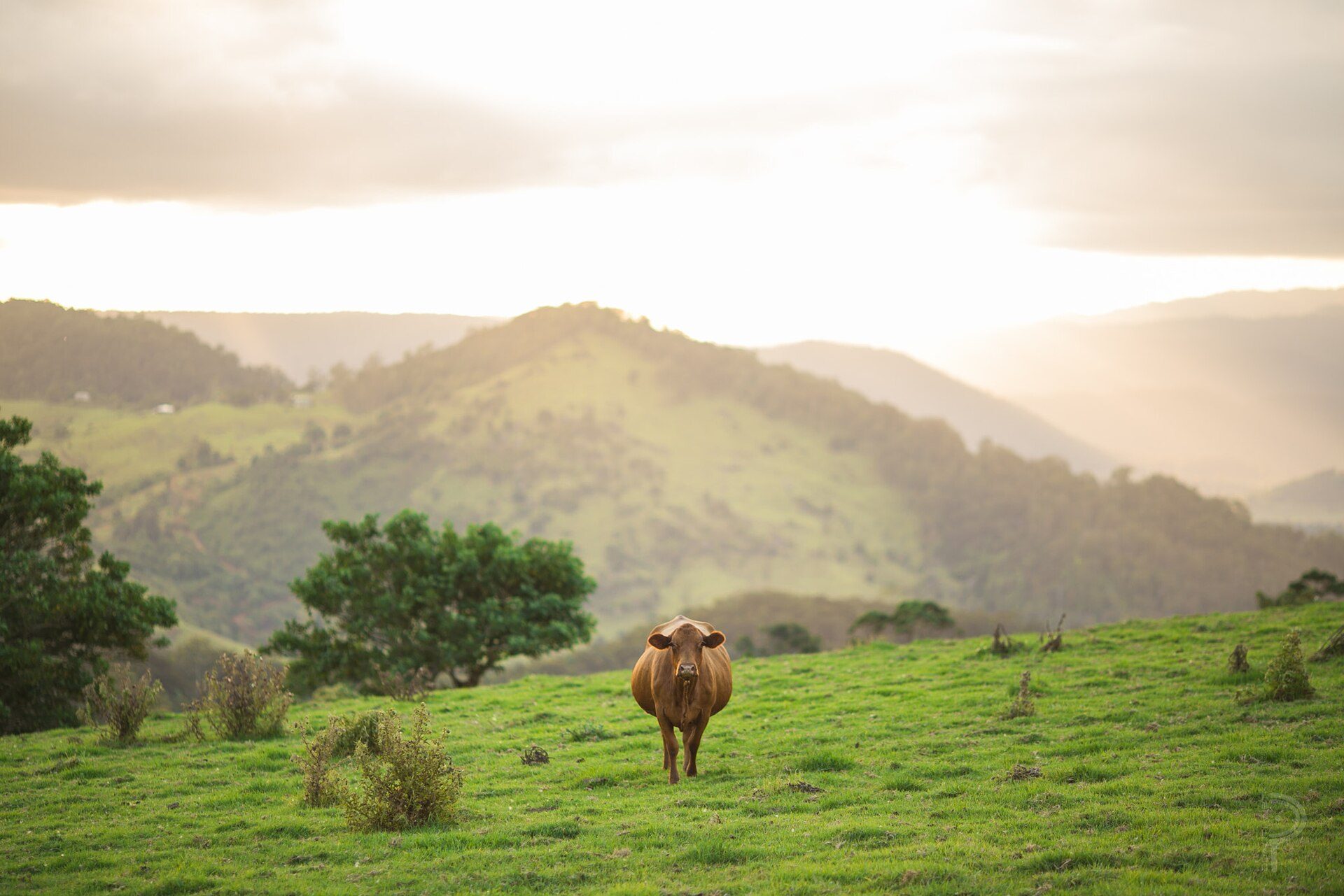 Maleny Showground in Maleny, QLD — photo 2