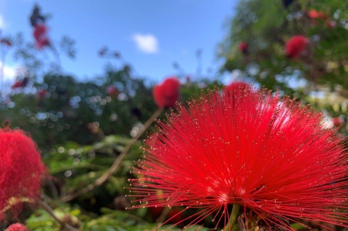 Walkamin Central Van Park in Walkamin, QLD — photo 4