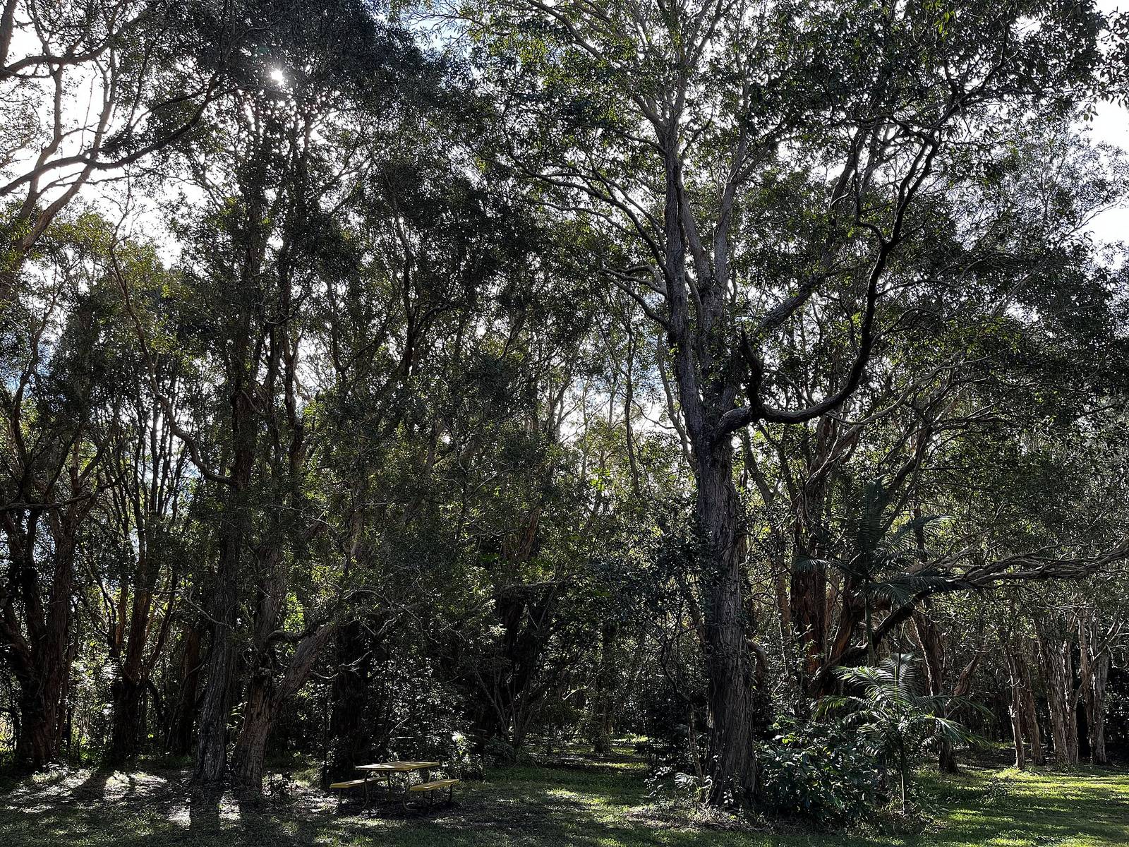 Bicentennial Gardens Rest Area Ballina in Ballina, NSW — photo 2