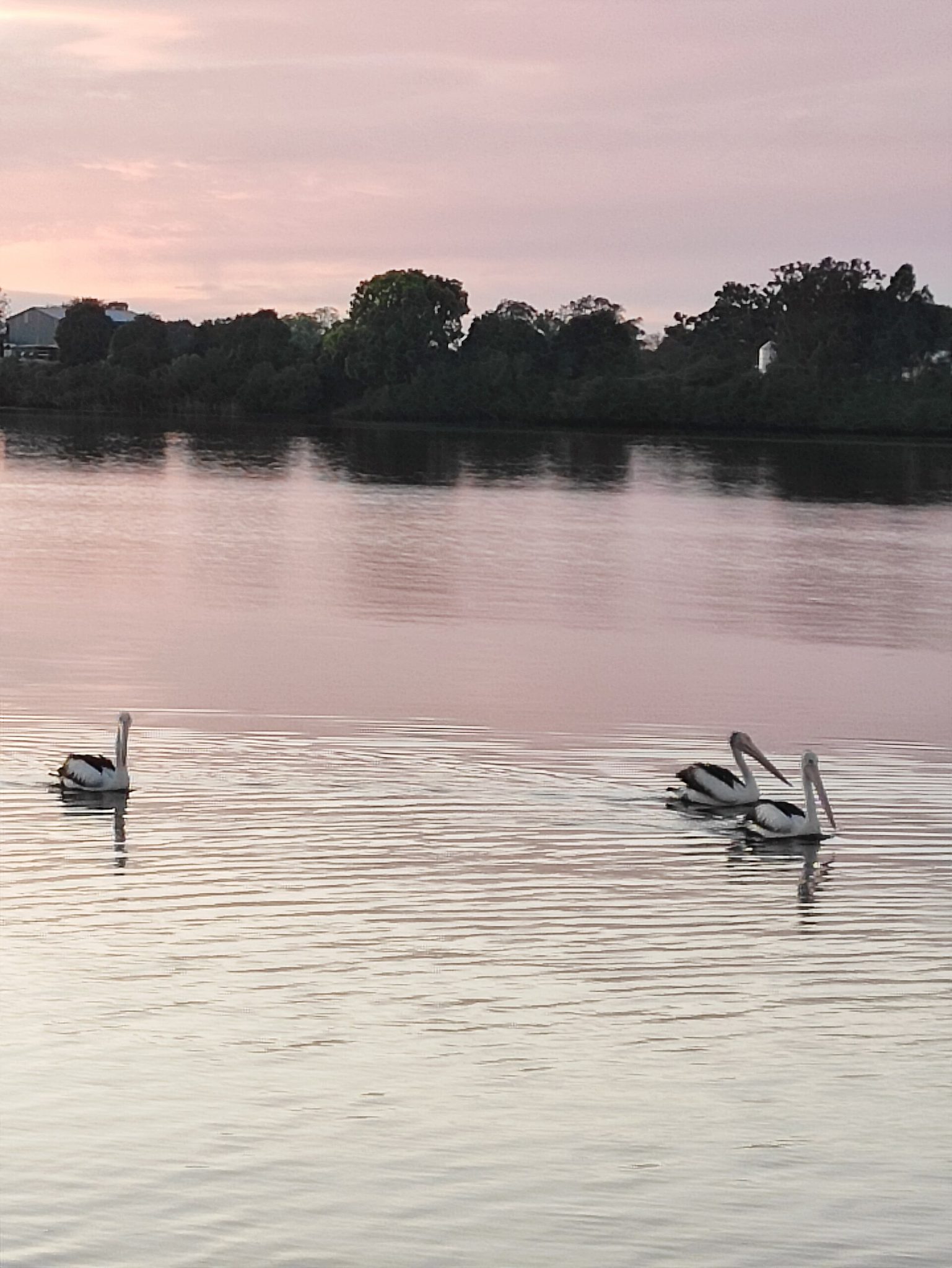 Taree Rotary Park in Taree, NSW — photo 3