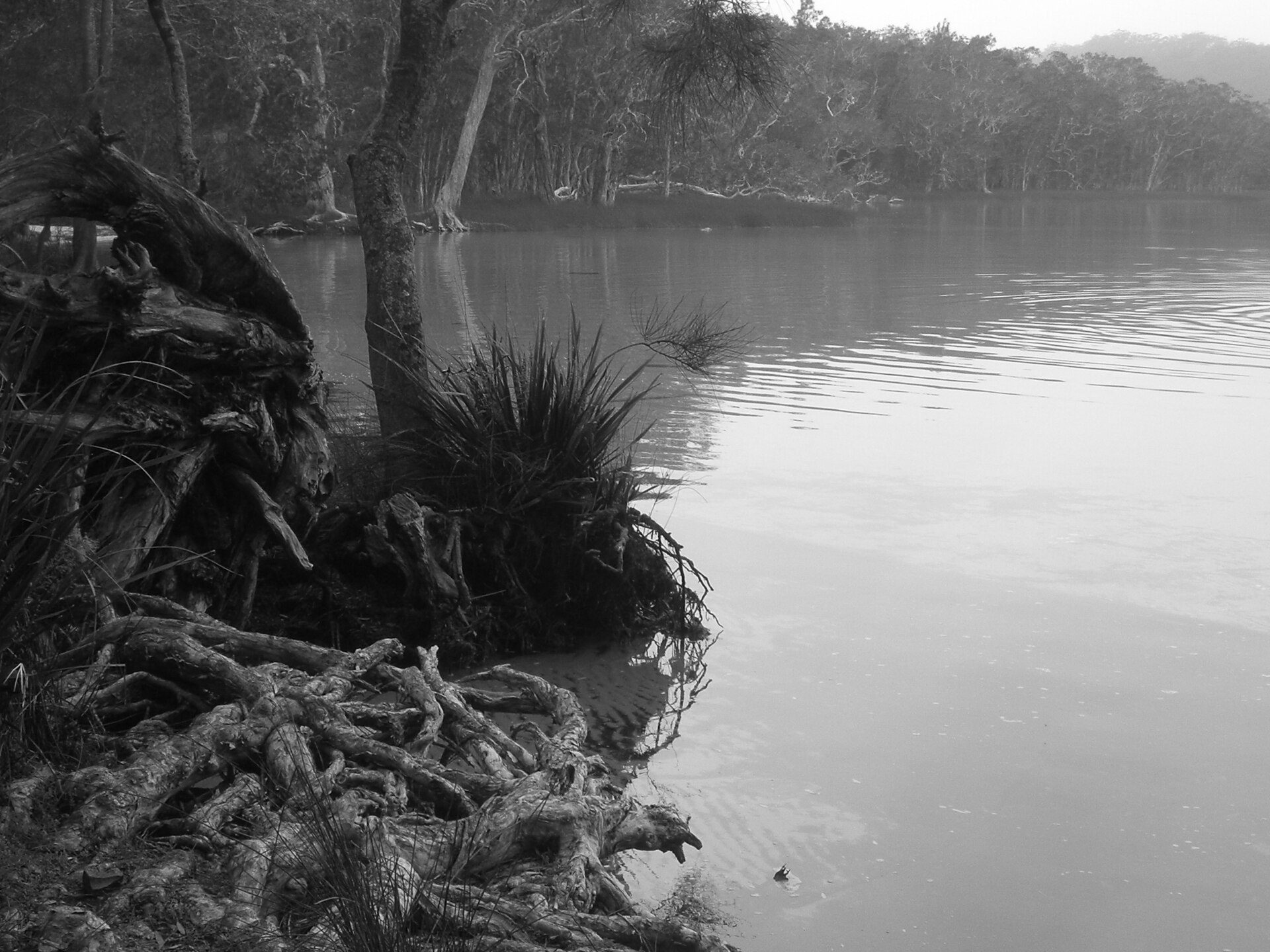 Yagon Campground — Seal Rocks, NSW