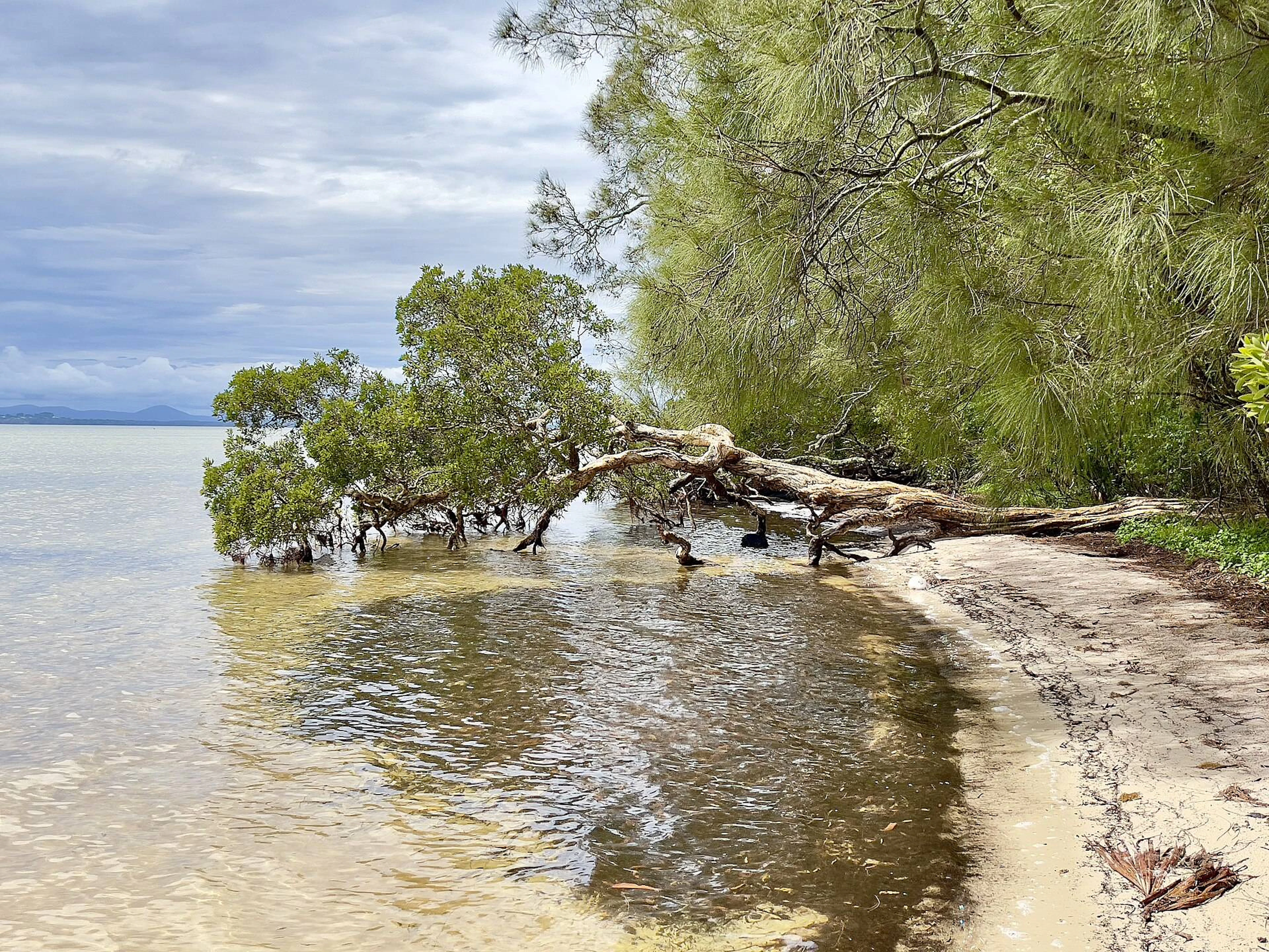 The Ruins Campground in Booti Booti, NSW — photo 1
