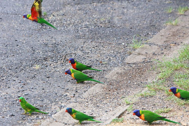 Fossickers Rest Caravan Park in Inverell, NSW — photo 2