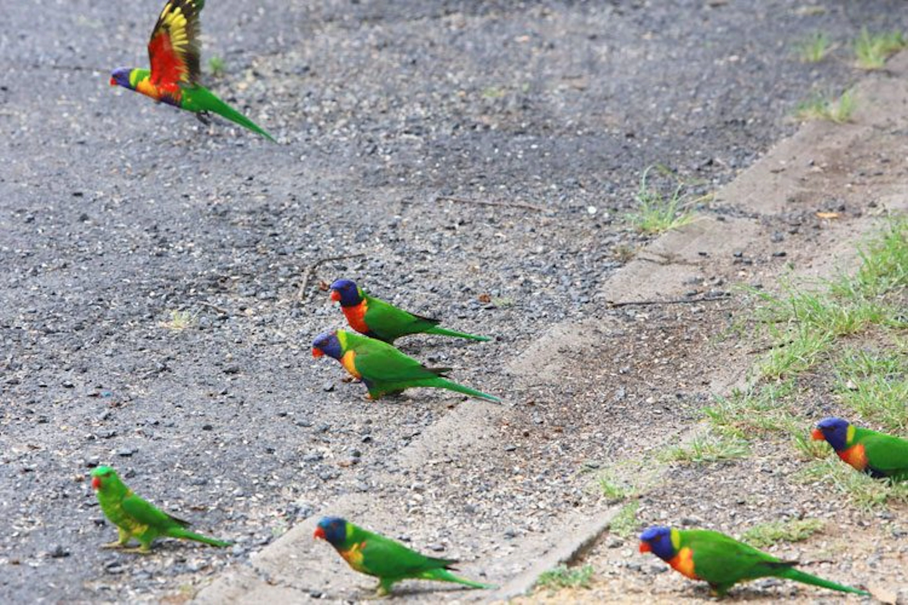 Fossickers Rest Caravan Park in Inverell, NSW — photo 2