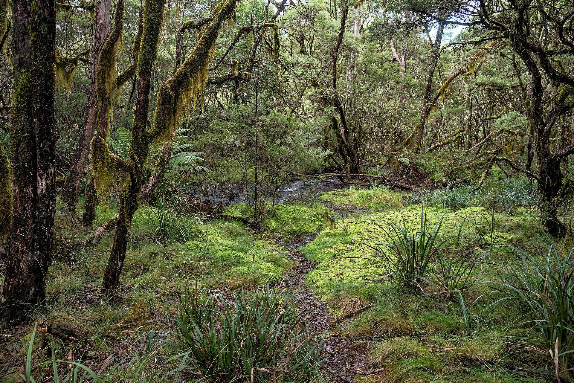 Little Styx River Campground — Ebor, NSW