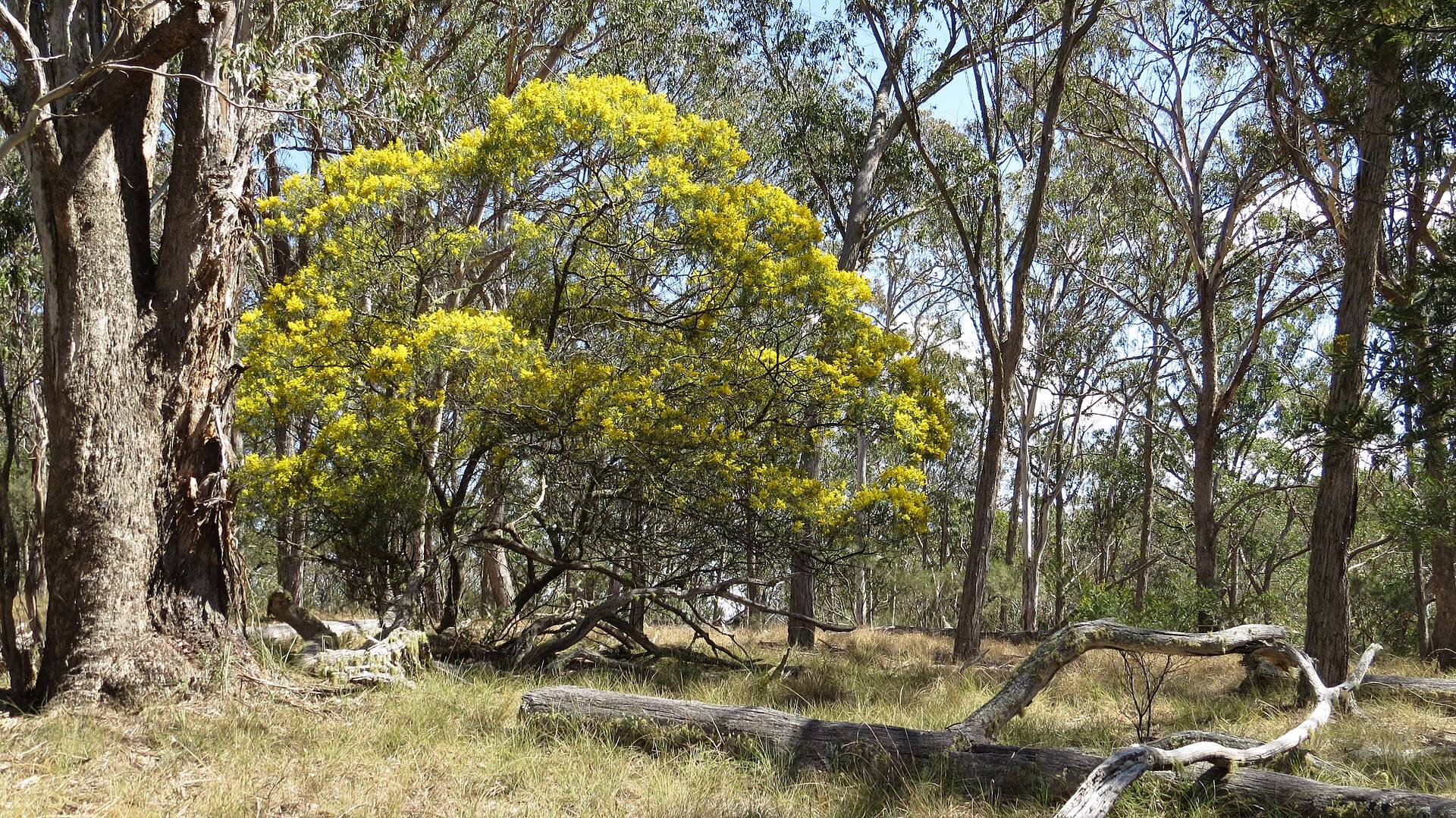 Green Gully Campground — Hillgrove, NSW