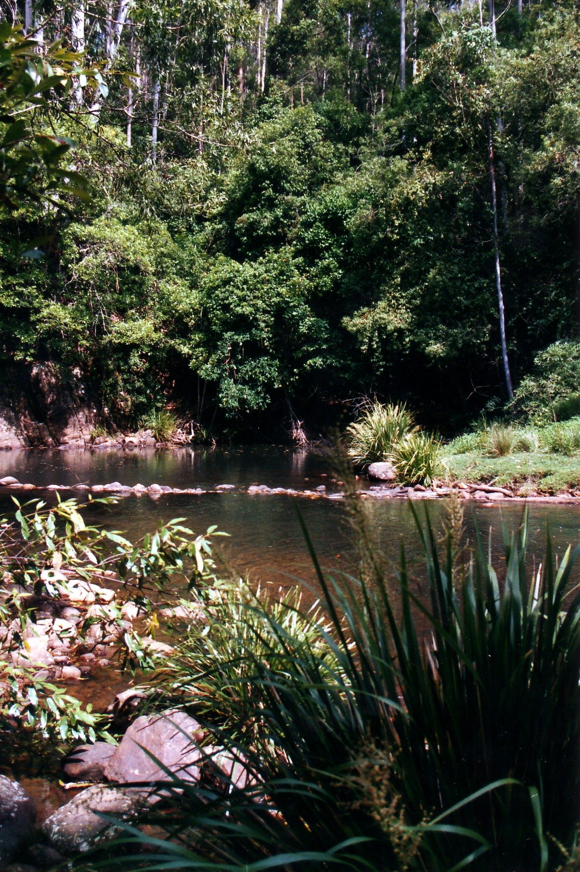 Brushy Mountain Campground in Forbes River, NSW — photo 3