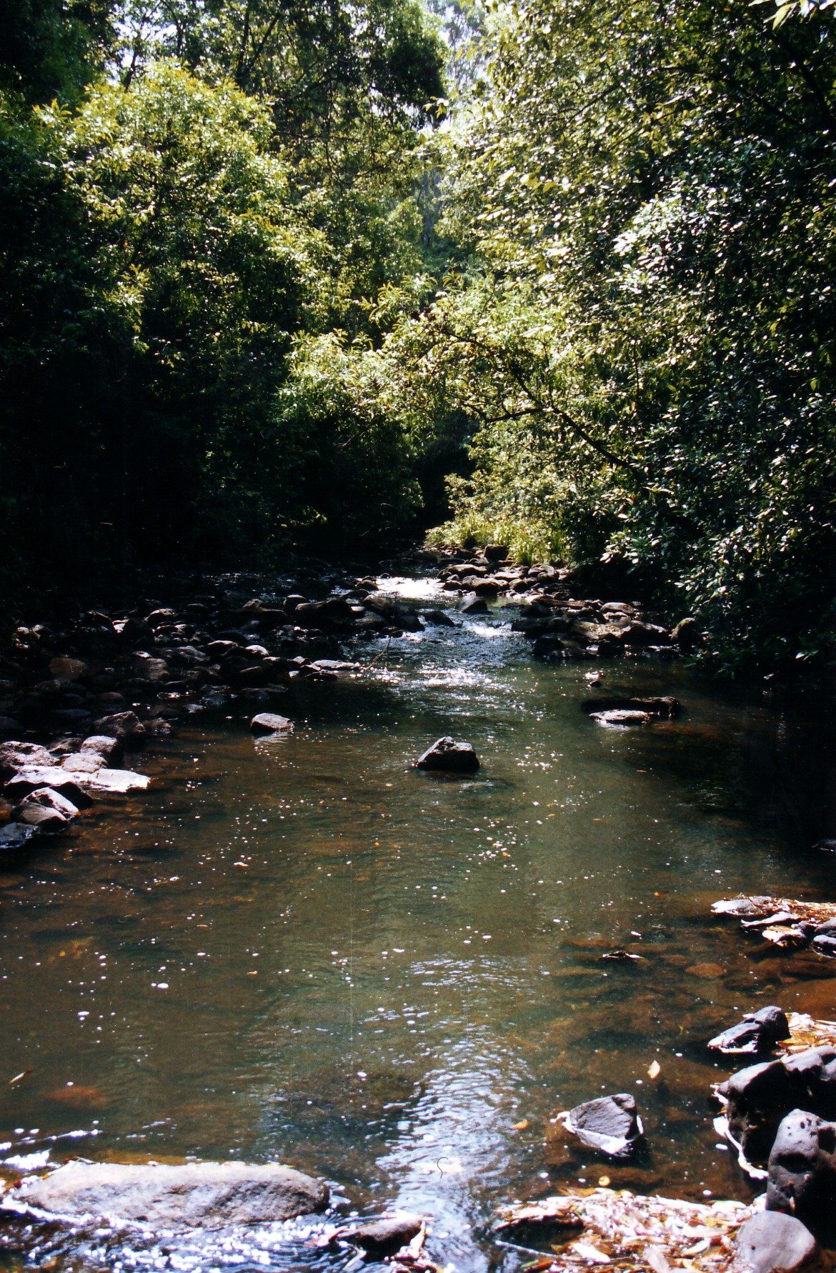Brushy Mountain Campground in Forbes River, NSW — photo 2
