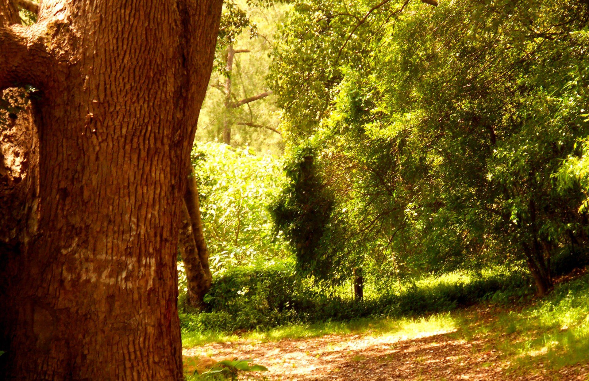 Ellenborough Reserve Camping Area in Ellenborough, NSW — photo 2