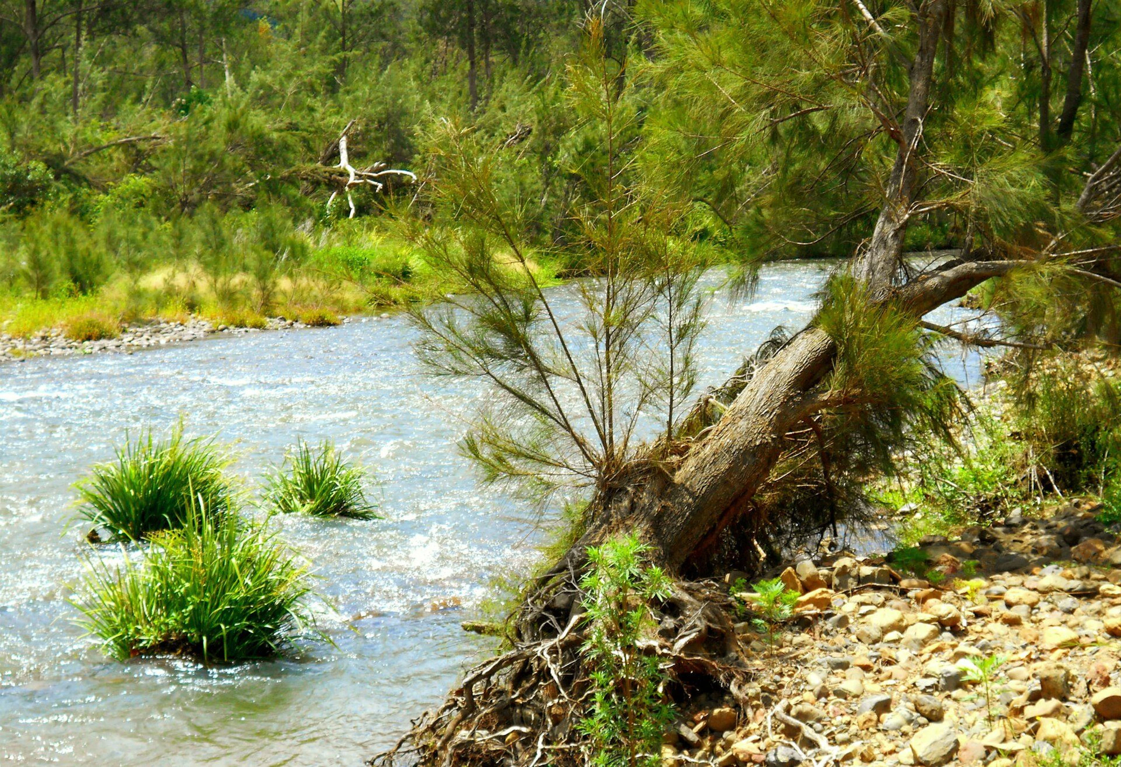 Ellenborough Reserve Camping Area in Ellenborough, NSW — photo 3