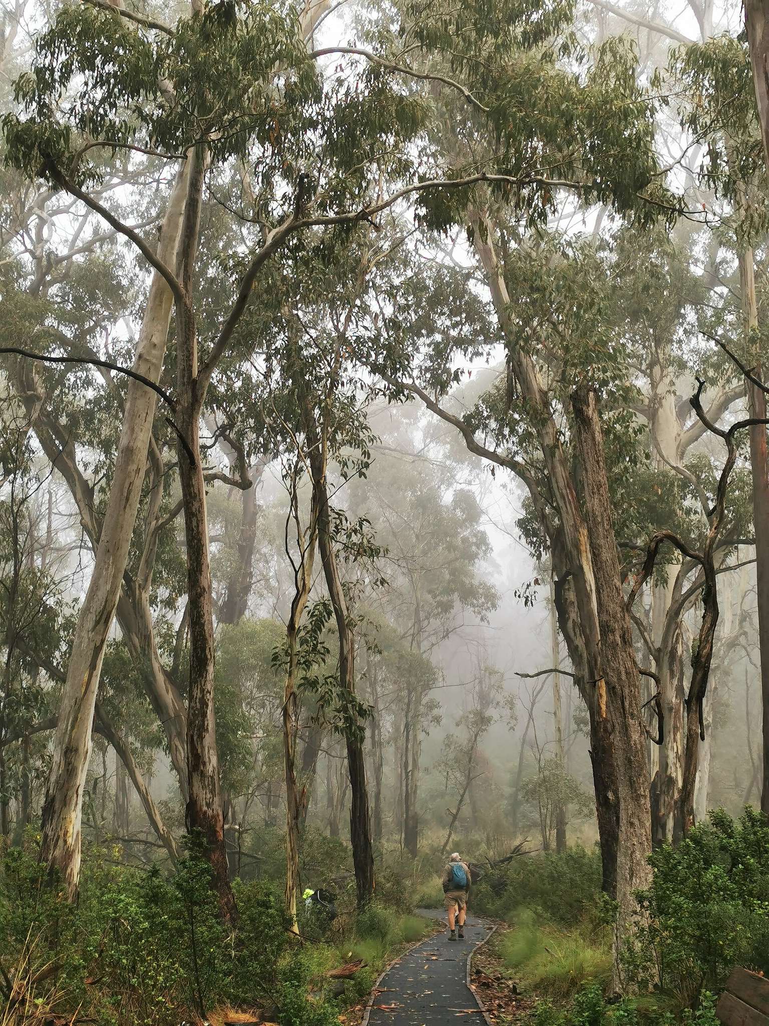 Bark Hut Camping Area in Kaputar, NSW — photo 2
