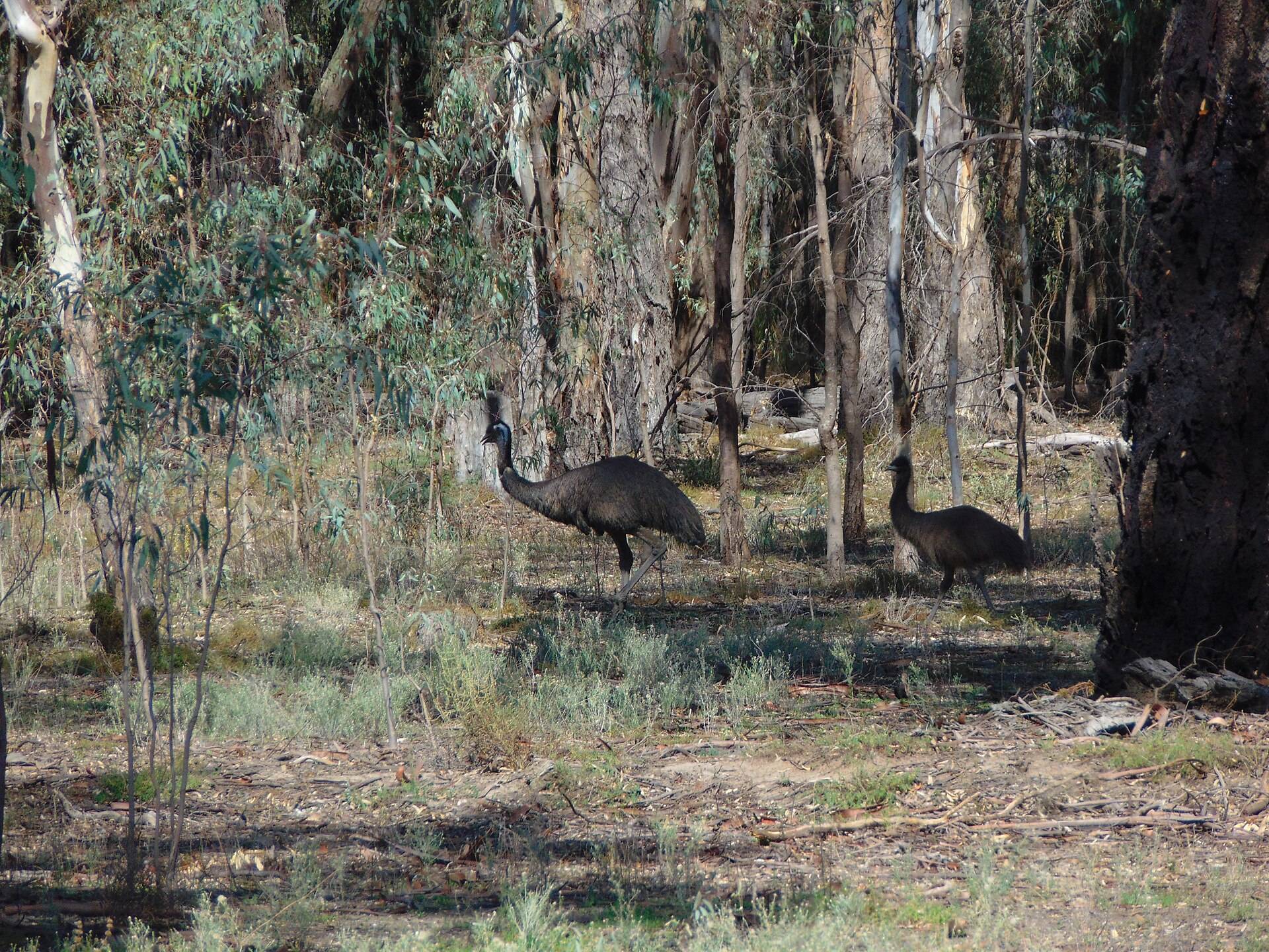Edward River Campground in Bullatale, NSW — photo 3