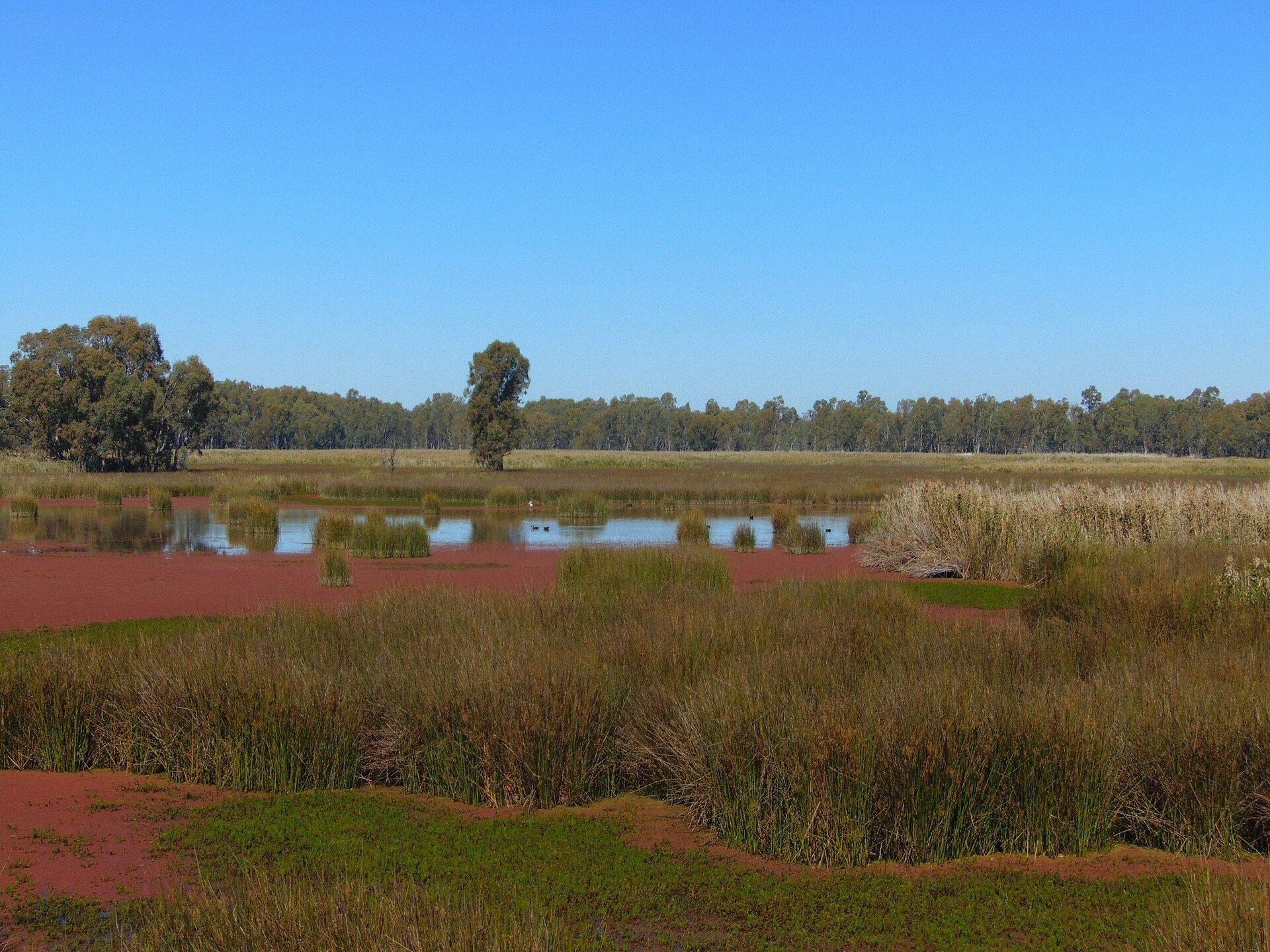 Edward River Campground — Bullatale, NSW