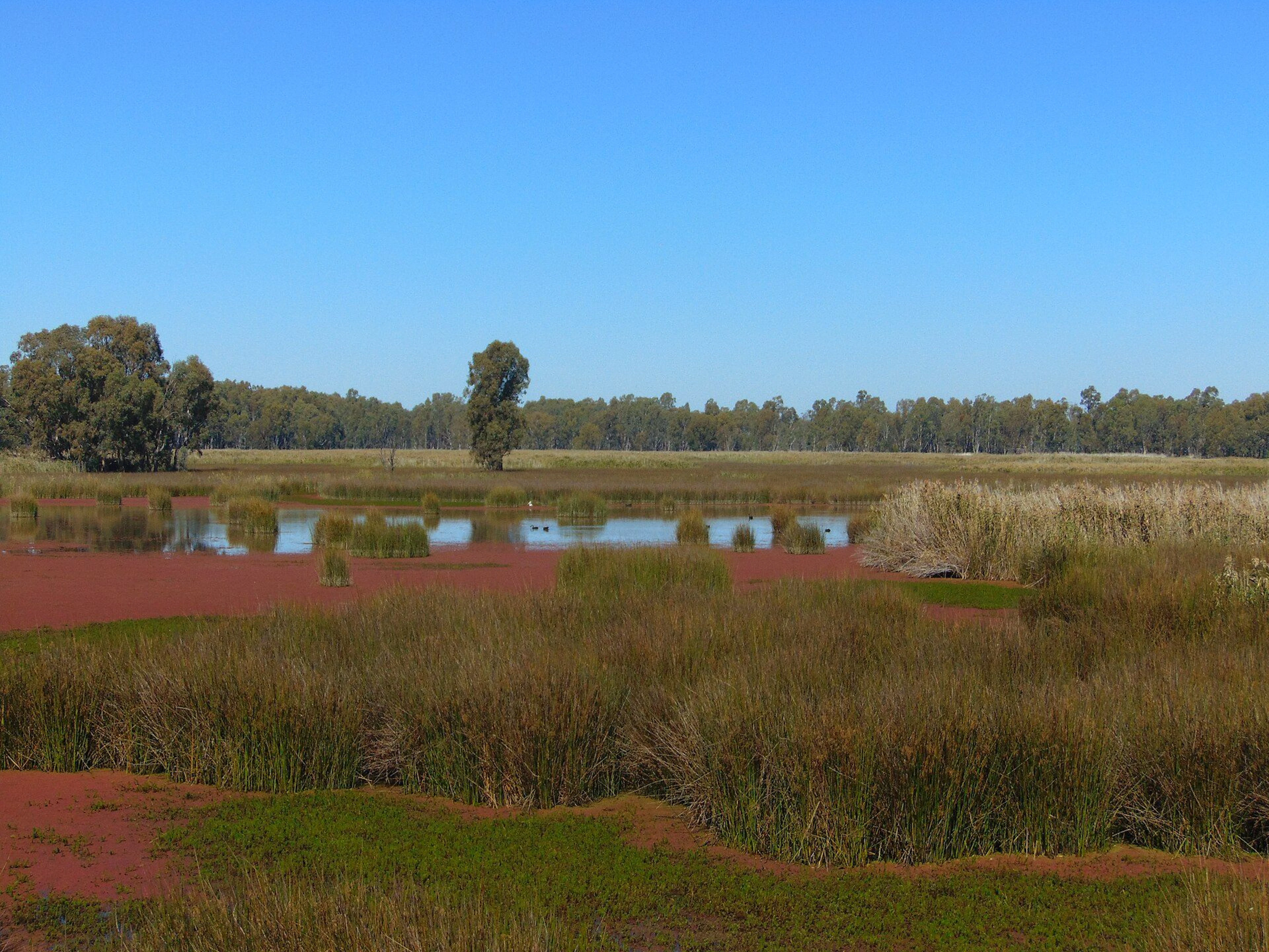 Edward River Campground in Bullatale, NSW — photo 2