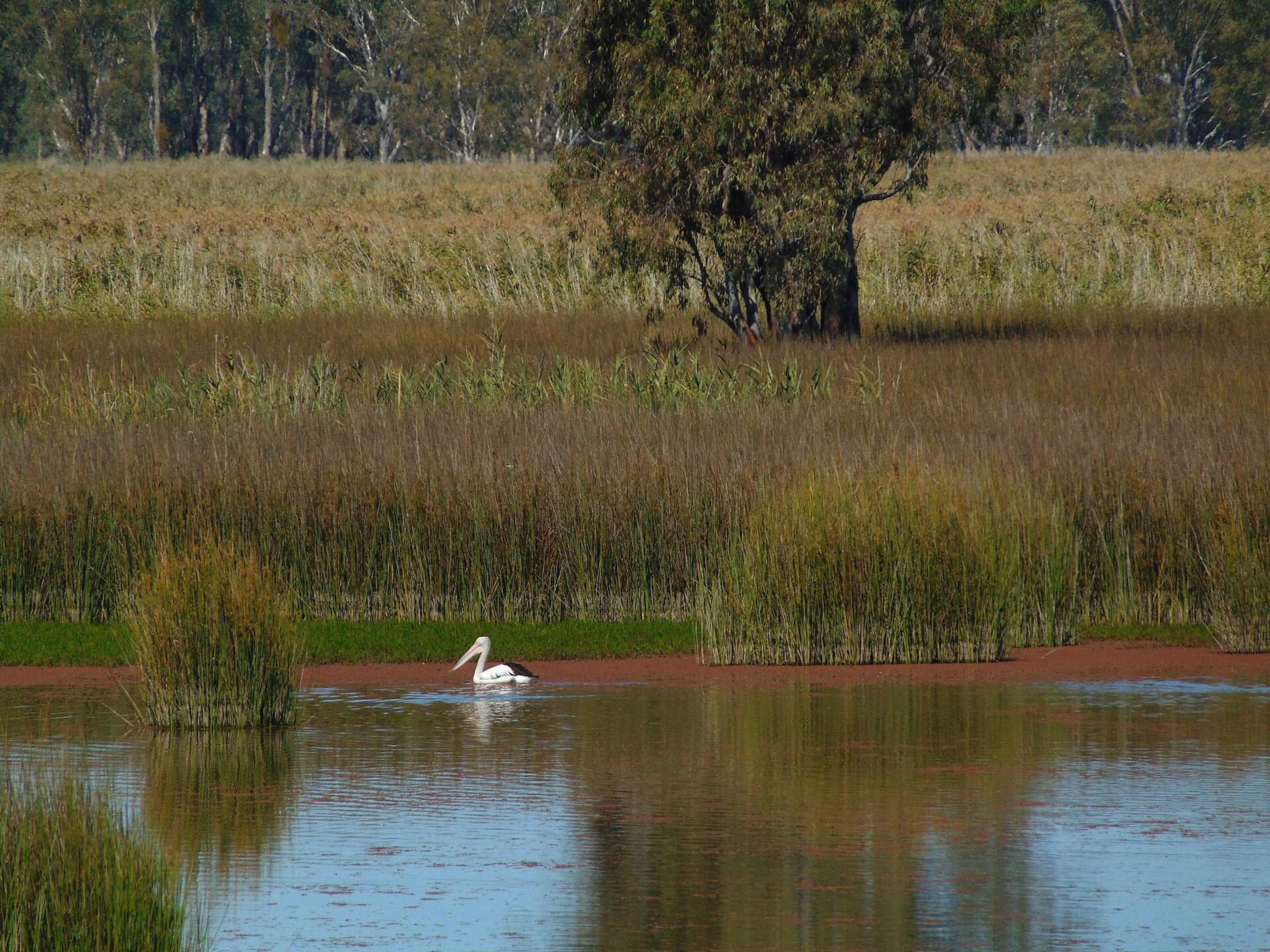 Edward River Campground in Bullatale, NSW — photo 1