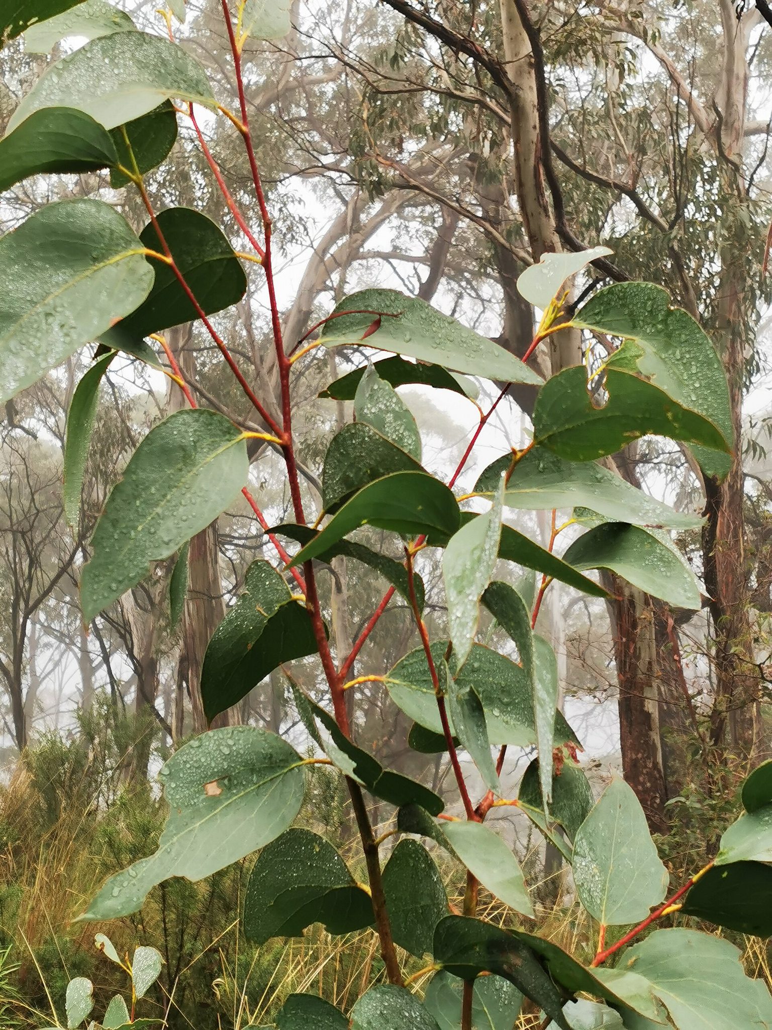 Dawson Spring Camping Area — Kaputar, NSW