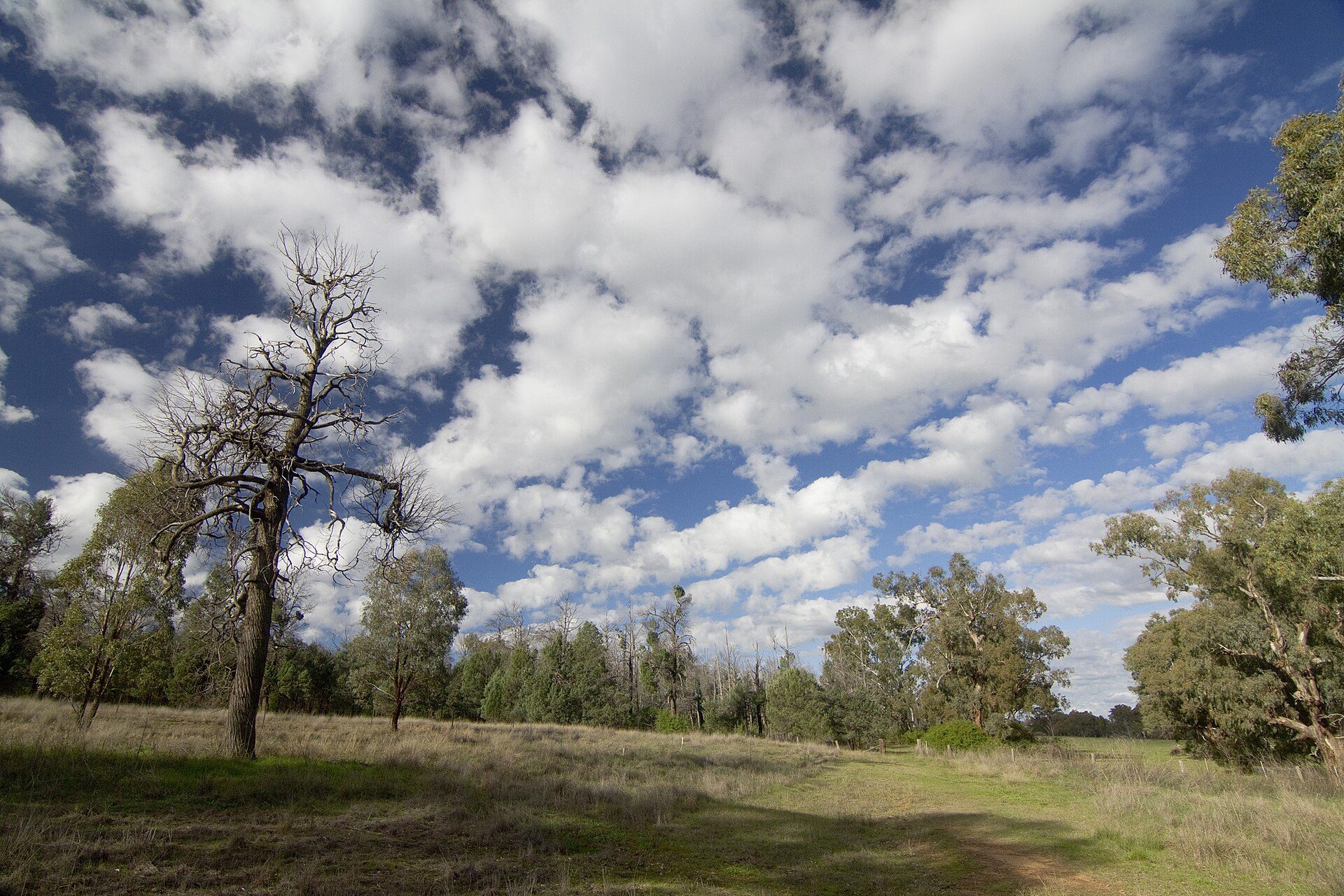 Brocklehurst Rest Area in Brocklehurst, NSW — photo 1