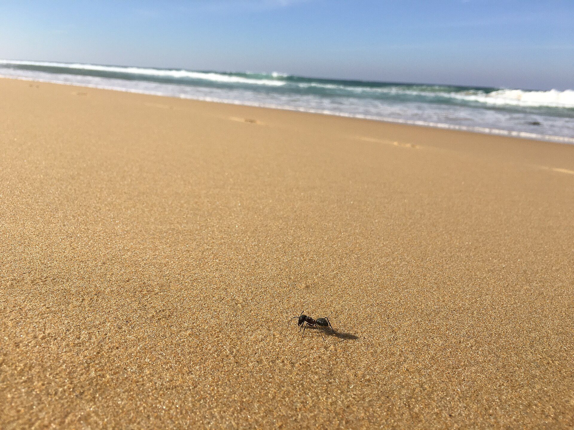 Gillards Beach Camping Area in Nelson, NSW — photo 1