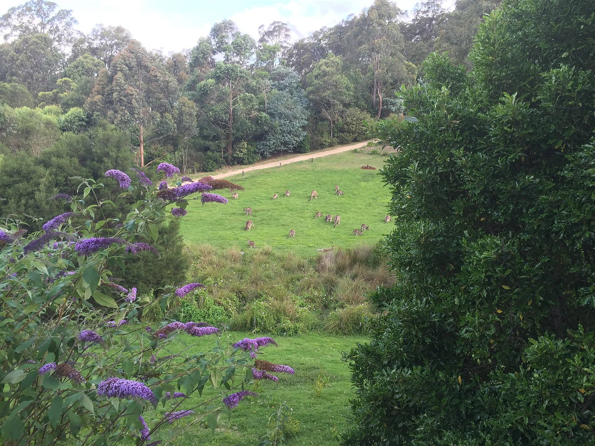 Wallagaraugh River Retreat — Wallagaraugh, VIC