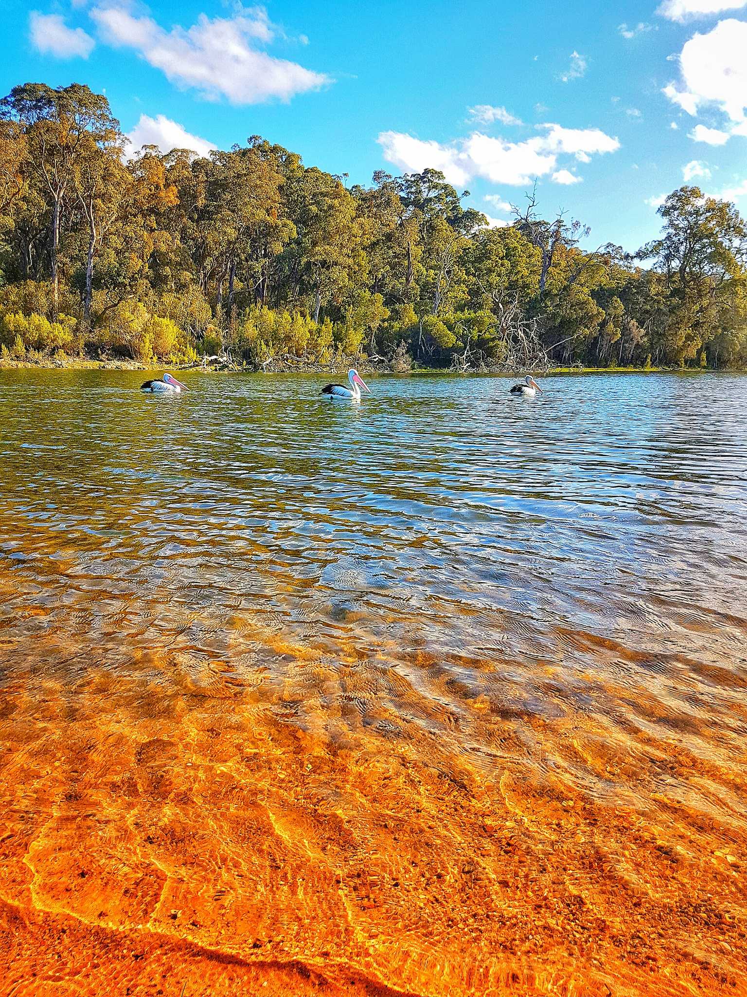 The Glasshouse Camping Area — Lake Tyers, VIC