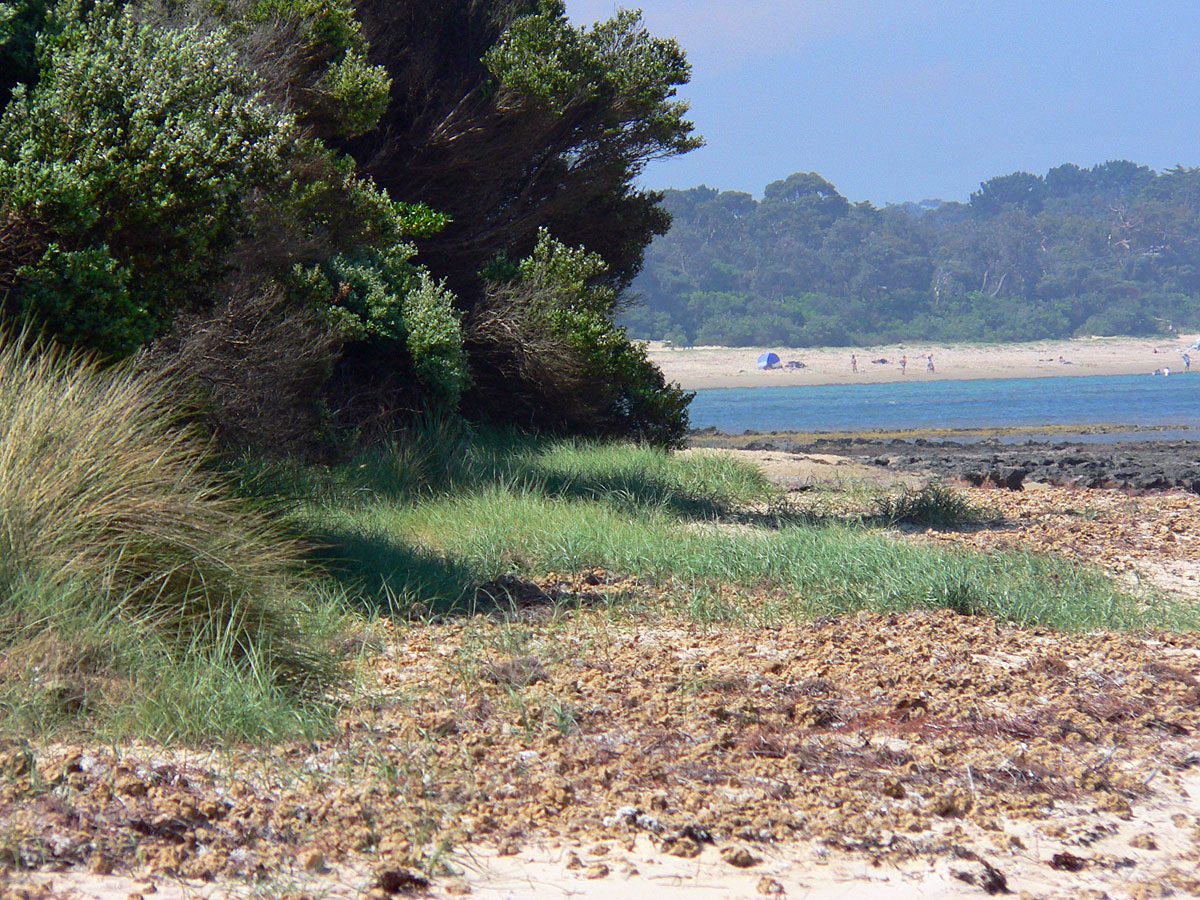 Balnarring Beach Camping Reserve — Balnarring Beach, VIC
