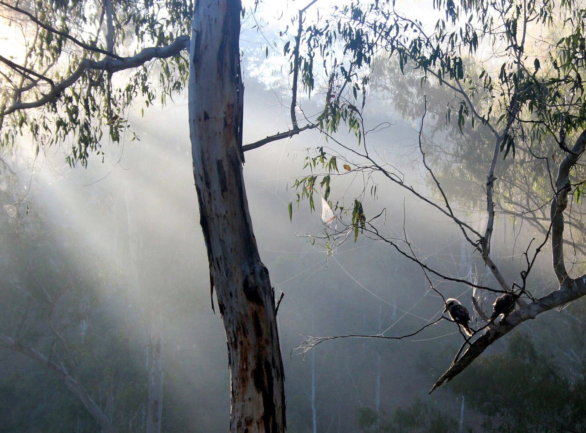 Sheepyard Flat Camping Area in Howqua Hills, VIC — photo 1