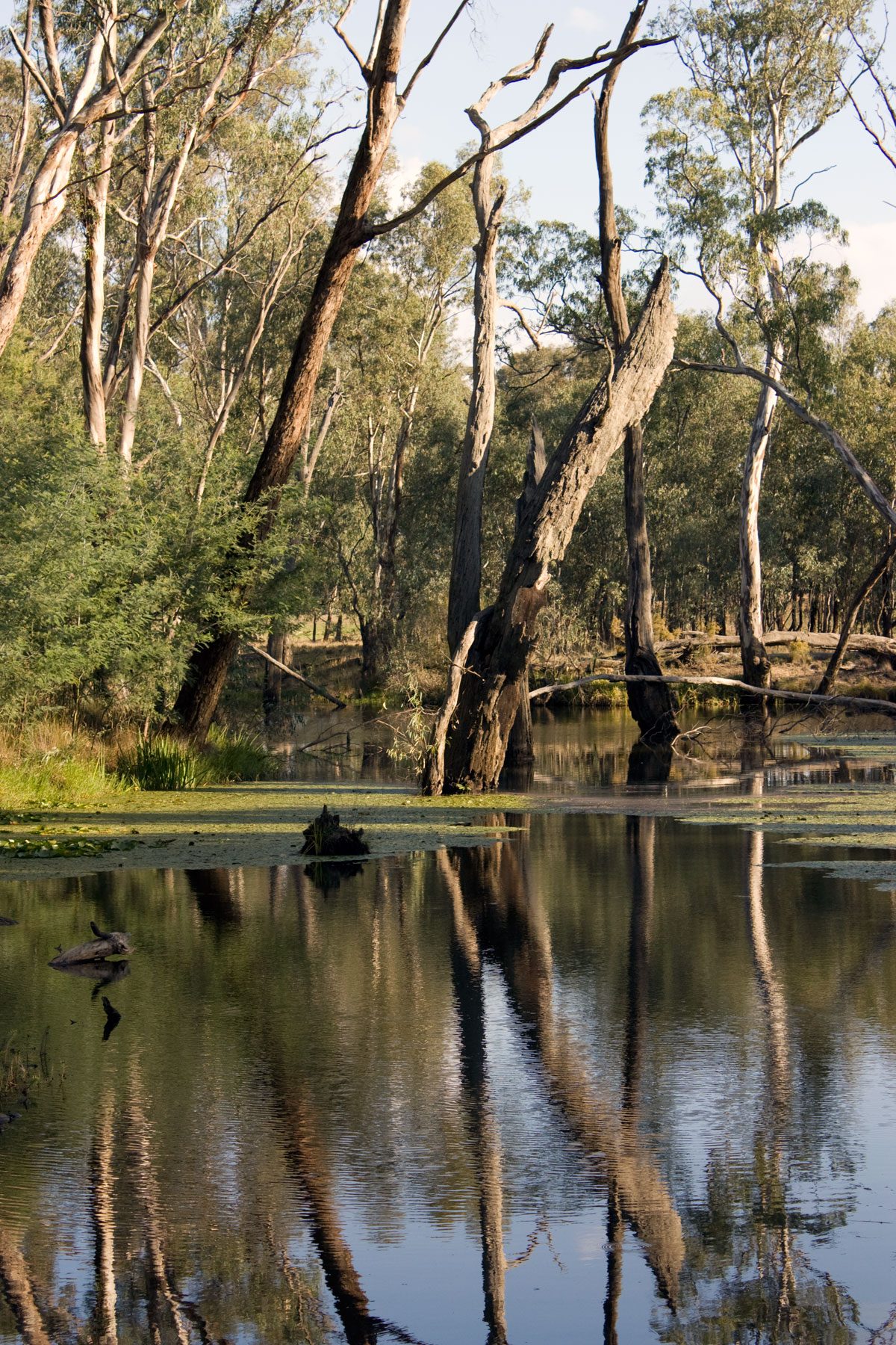 Major Creek Reserve Camping Area in Mitchellstown, VIC — photo 1