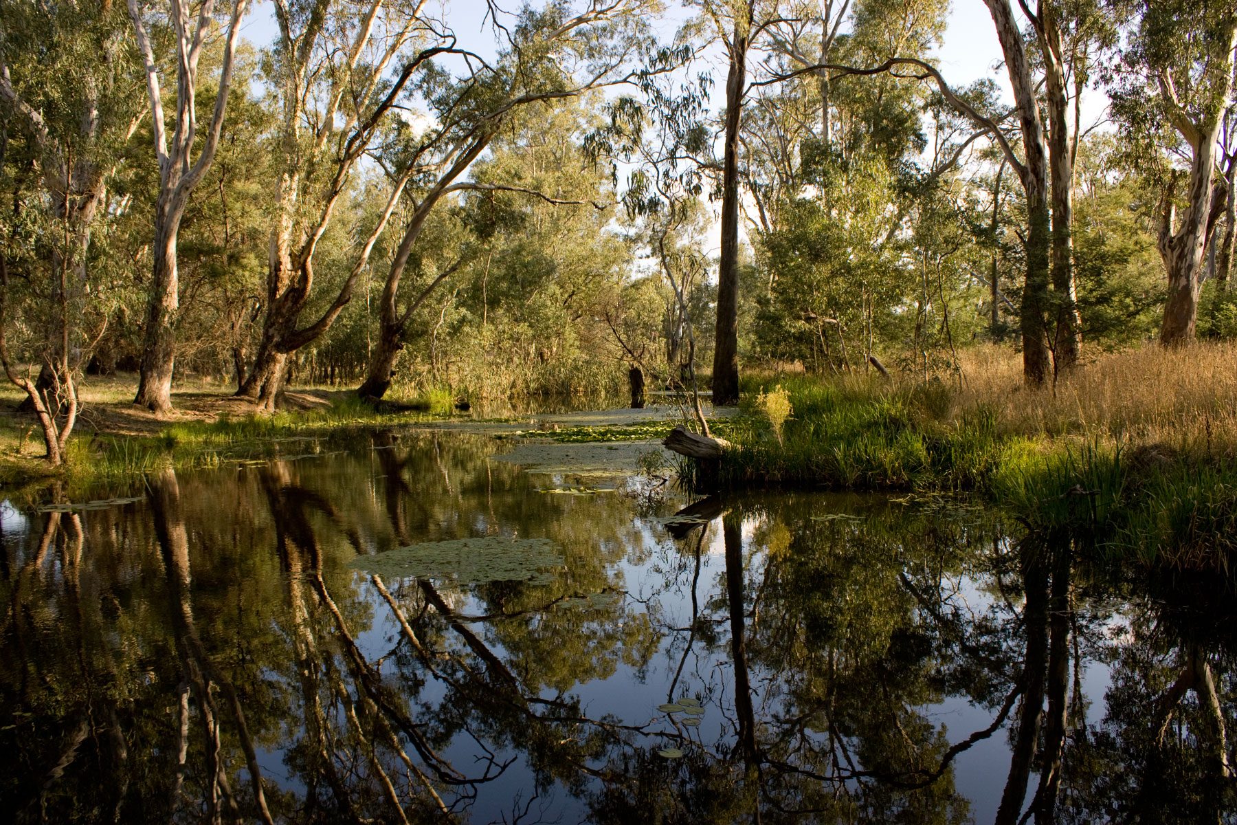 Major Creek Reserve Camping Area in Mitchellstown, VIC — photo 2