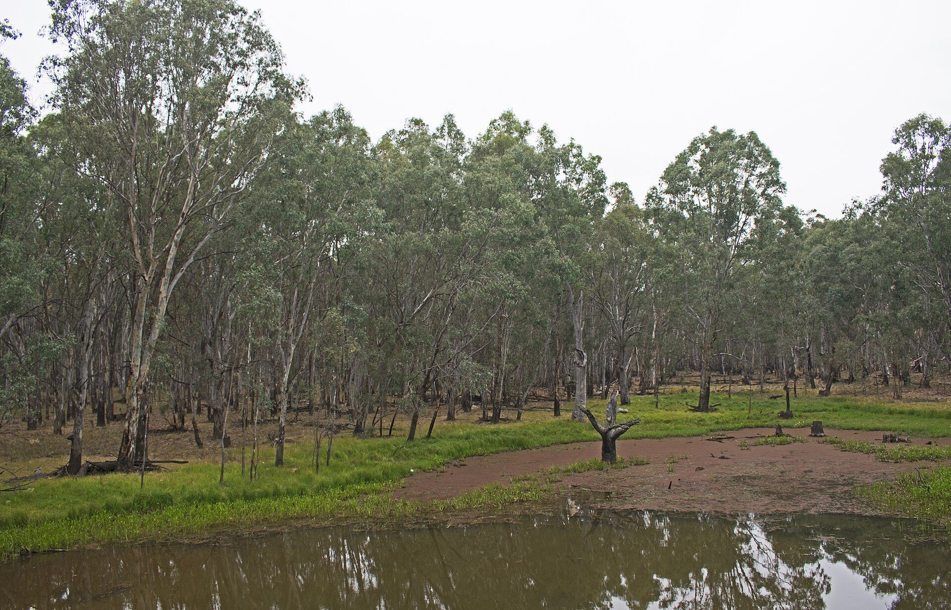 Parolas Bend Camping Area in Esmond, VIC — photo 3