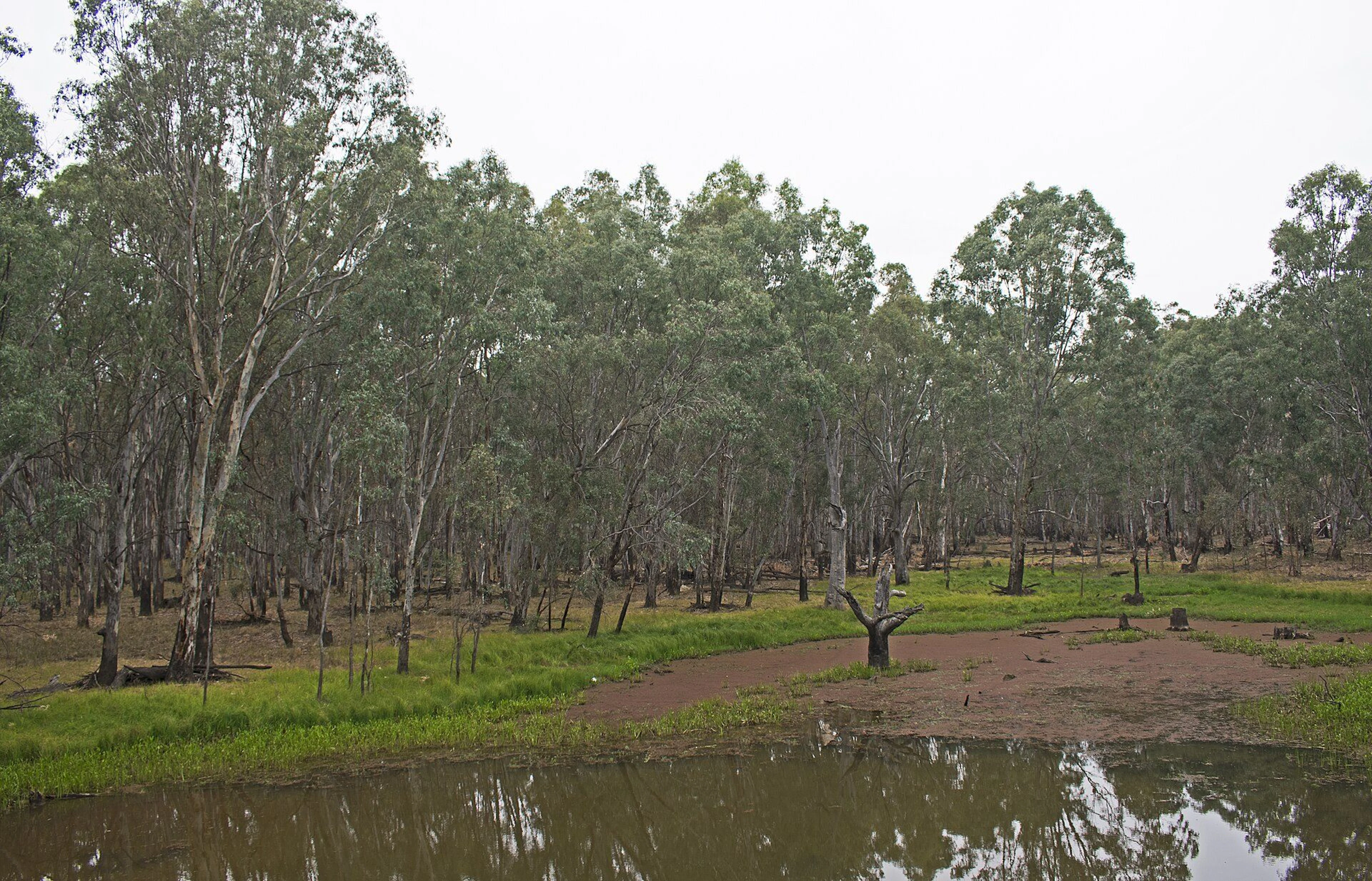 Parolas Bend Camping Area in Esmond, VIC — photo 3