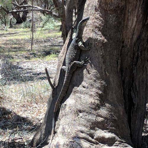 Torrumbarry Weir Holiday Park in Torrumbarry, VIC — photo 1