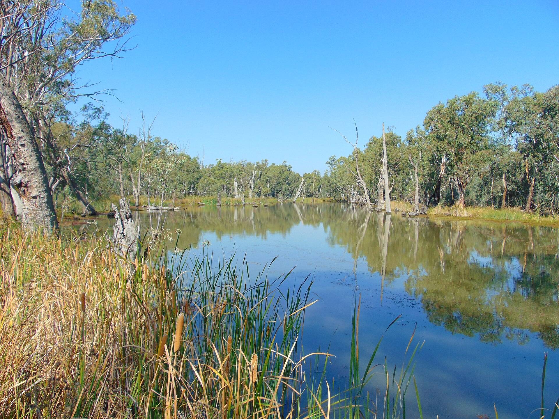Gunbower State Forest Camping Area — Koondrook, VIC