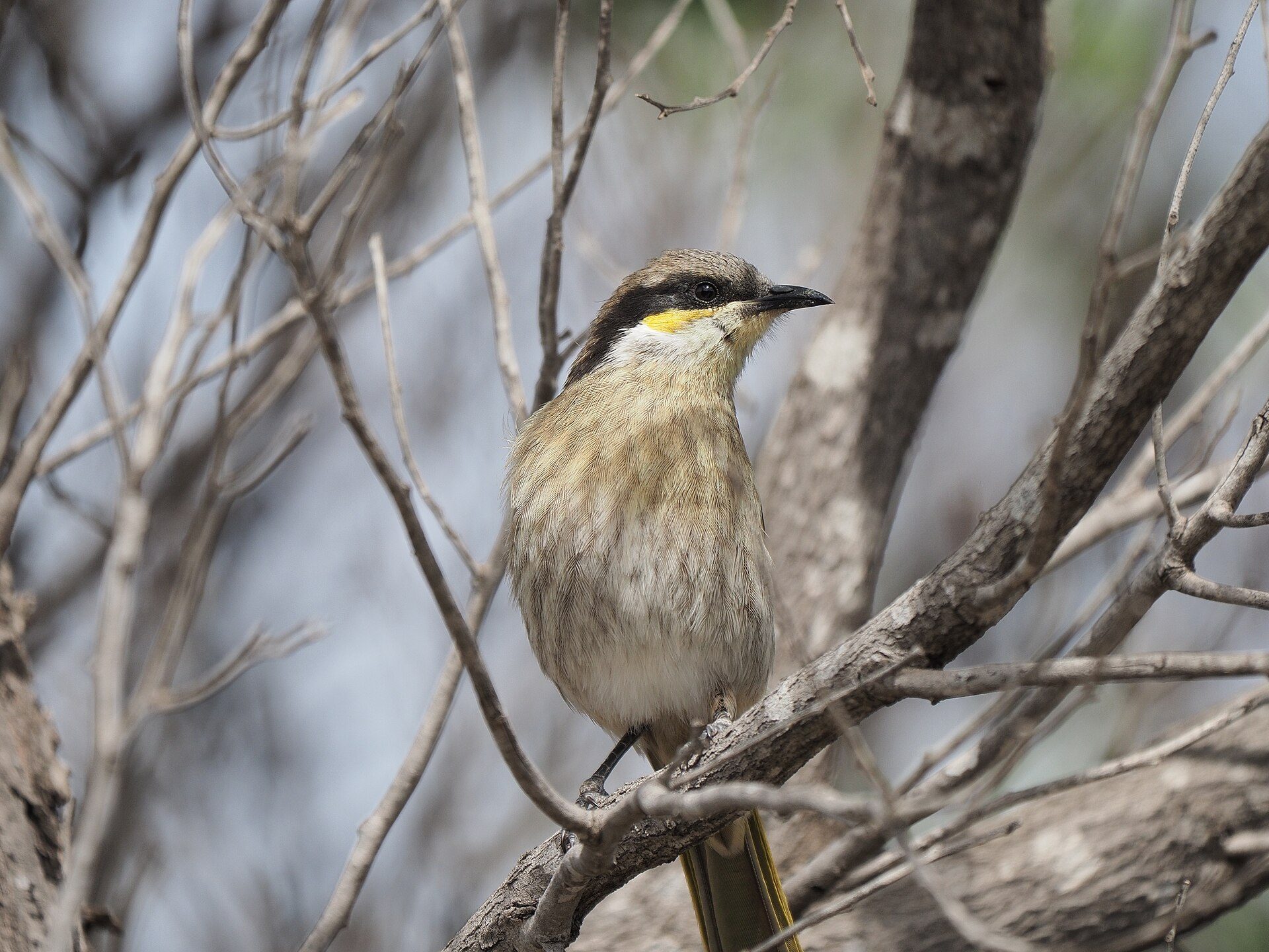 Eyre Bird Observatory in Cocklebiddy, WA — photo 1