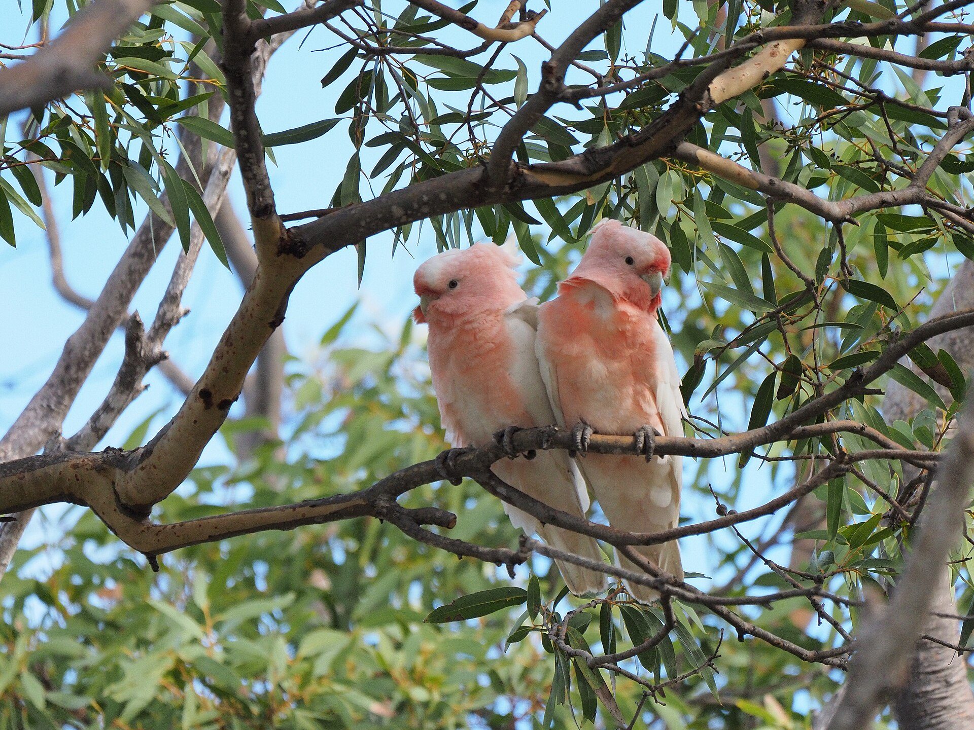Eyre Bird Observatory in Cocklebiddy, WA — photo 2