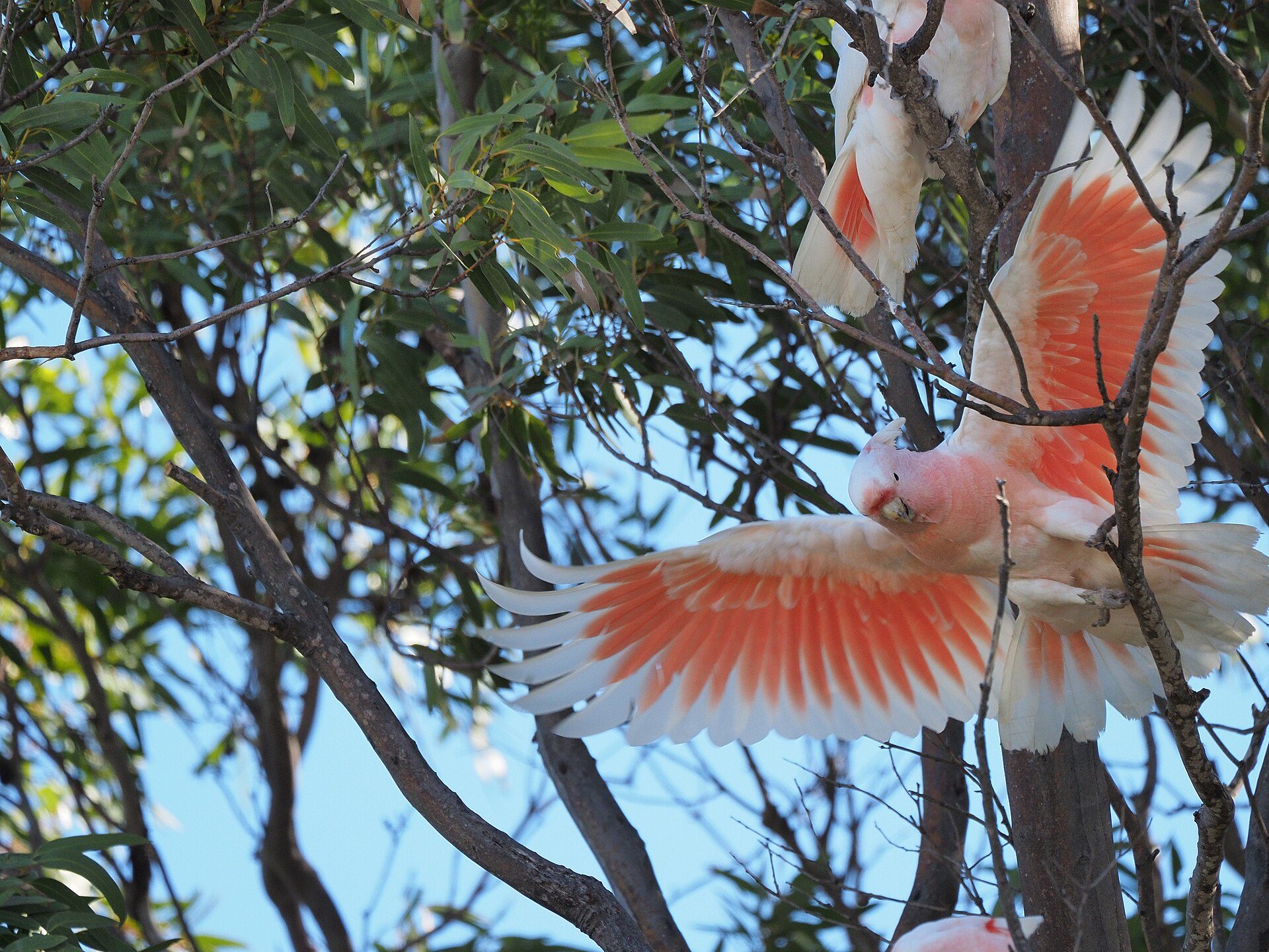 Eyre Bird Observatory in Cocklebiddy, WA — photo 3