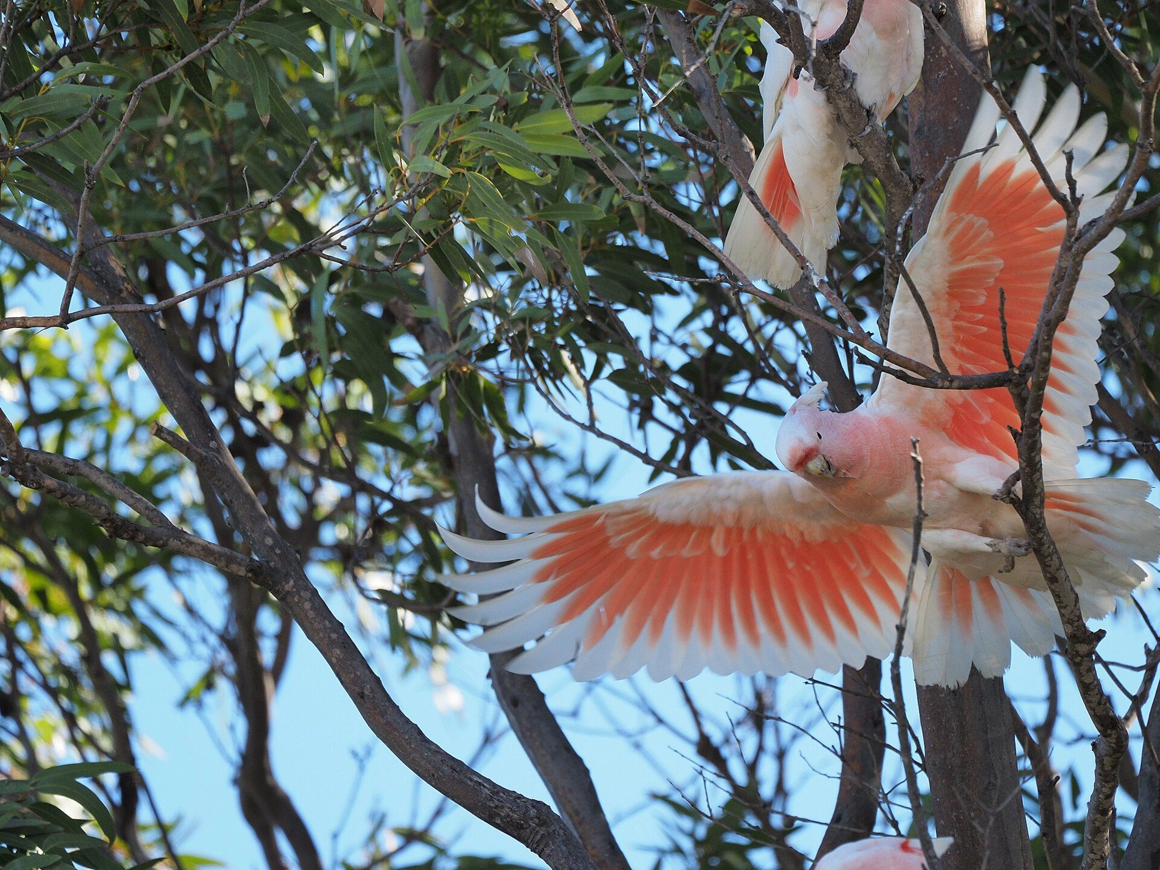 Eyre Bird Observatory in Cocklebiddy, WA — photo 3