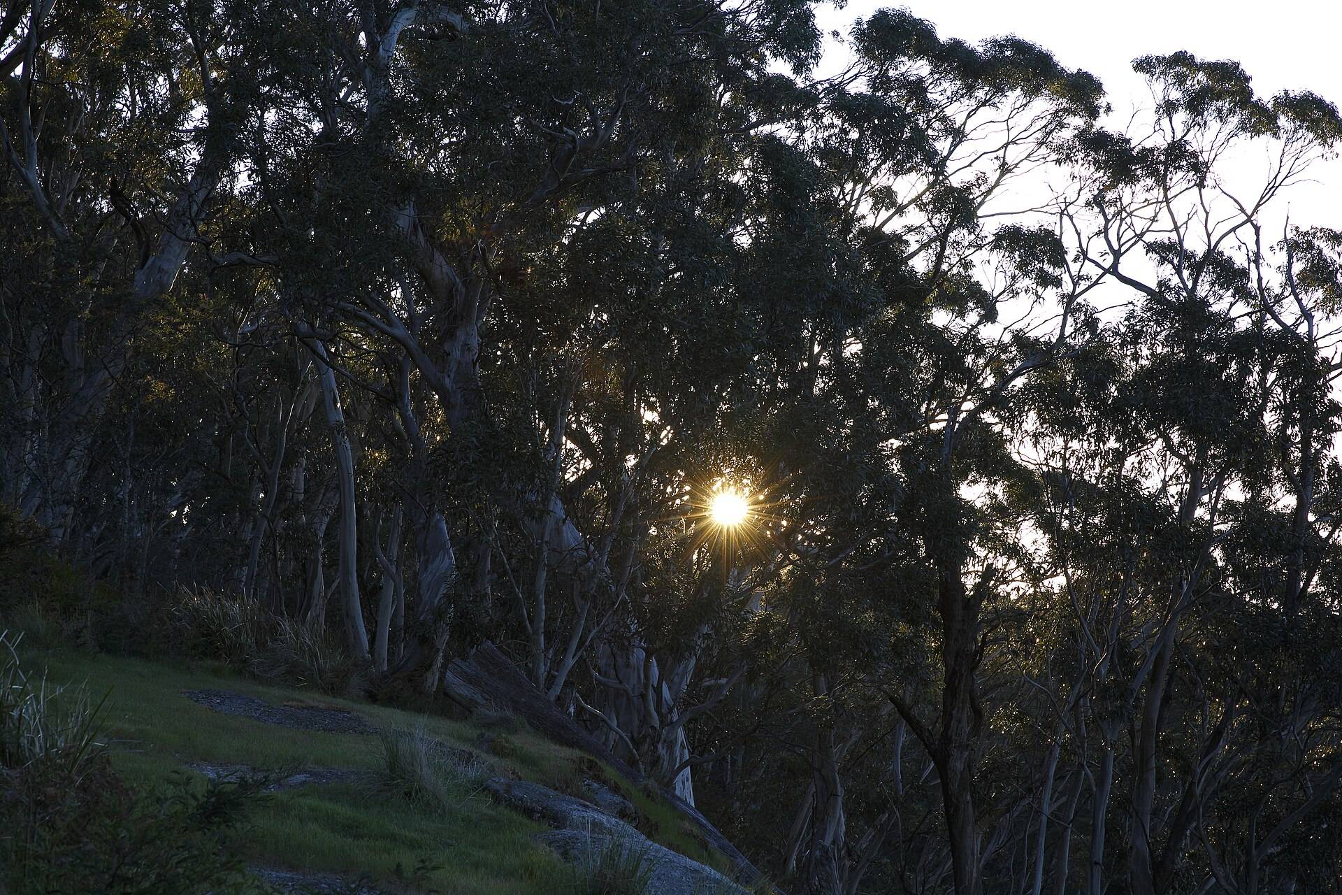 Middle Creek Camping Area in Raglan, VIC — photo 1