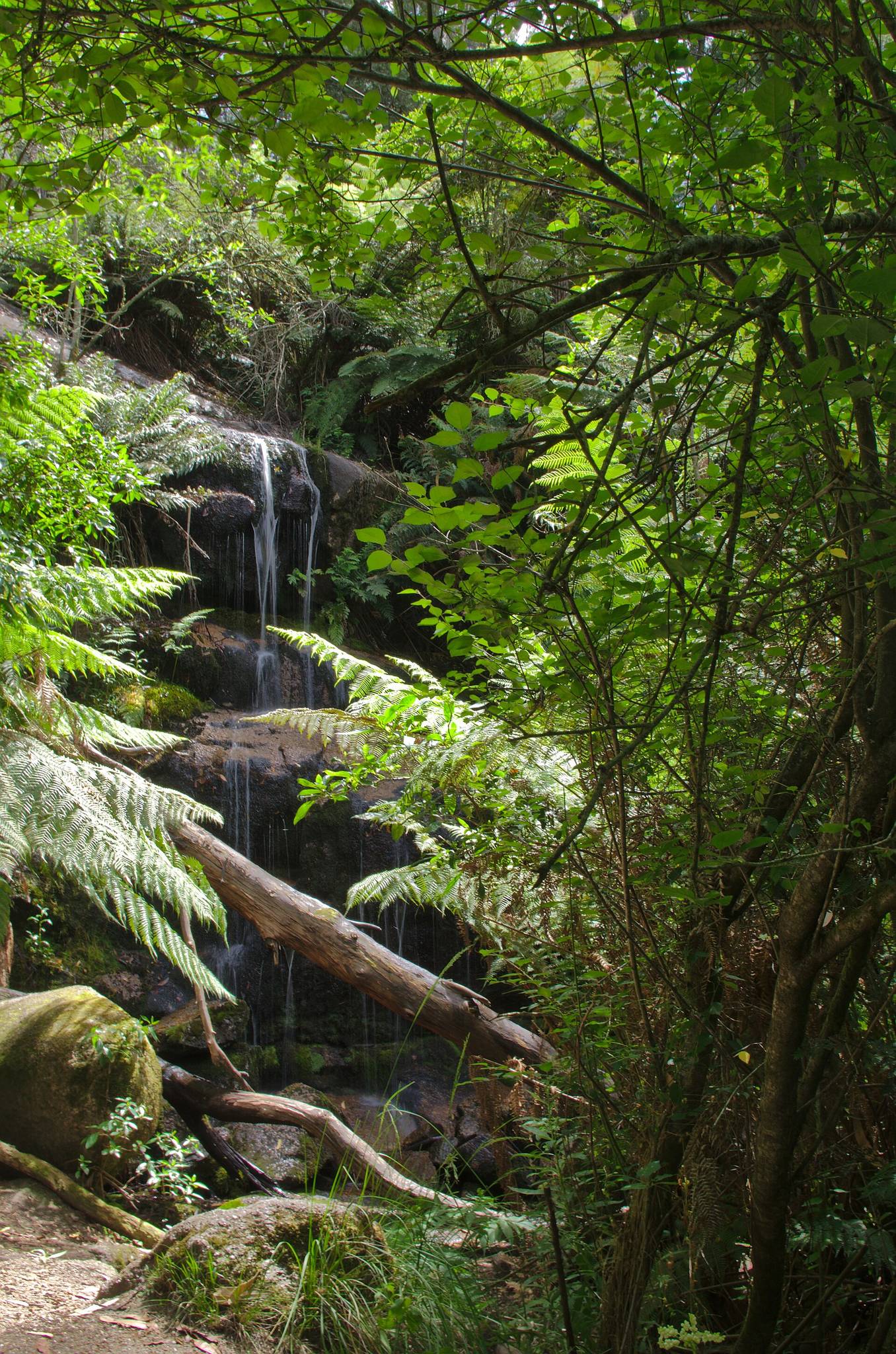 Middle Creek Camping Area — Raglan, VIC