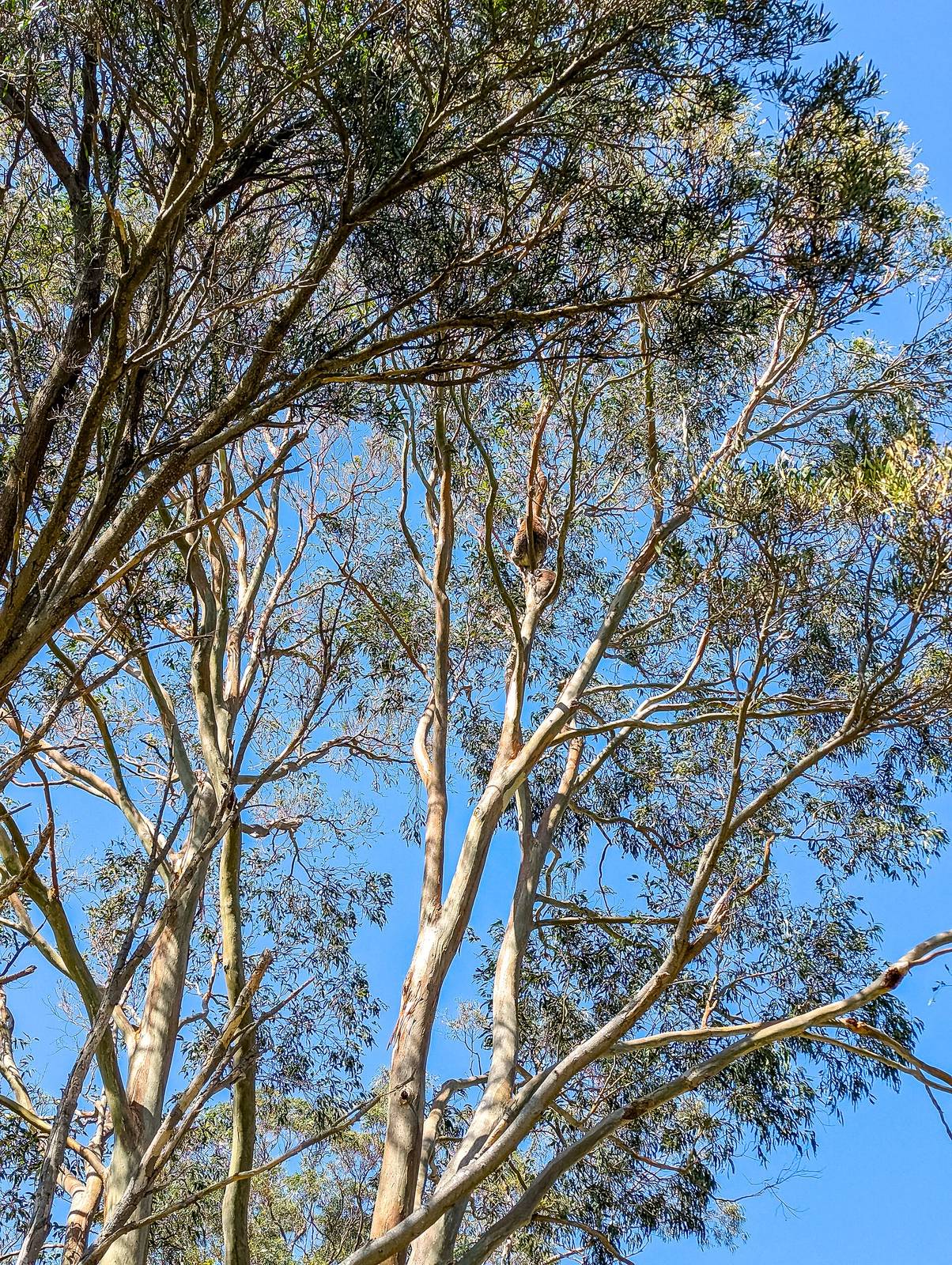 Aire River East Campground — Hordern Vale, VIC
