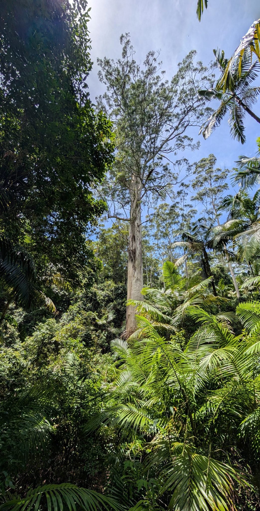 The Grandis Picnic Area in Boolambayte, NSW — photo 1