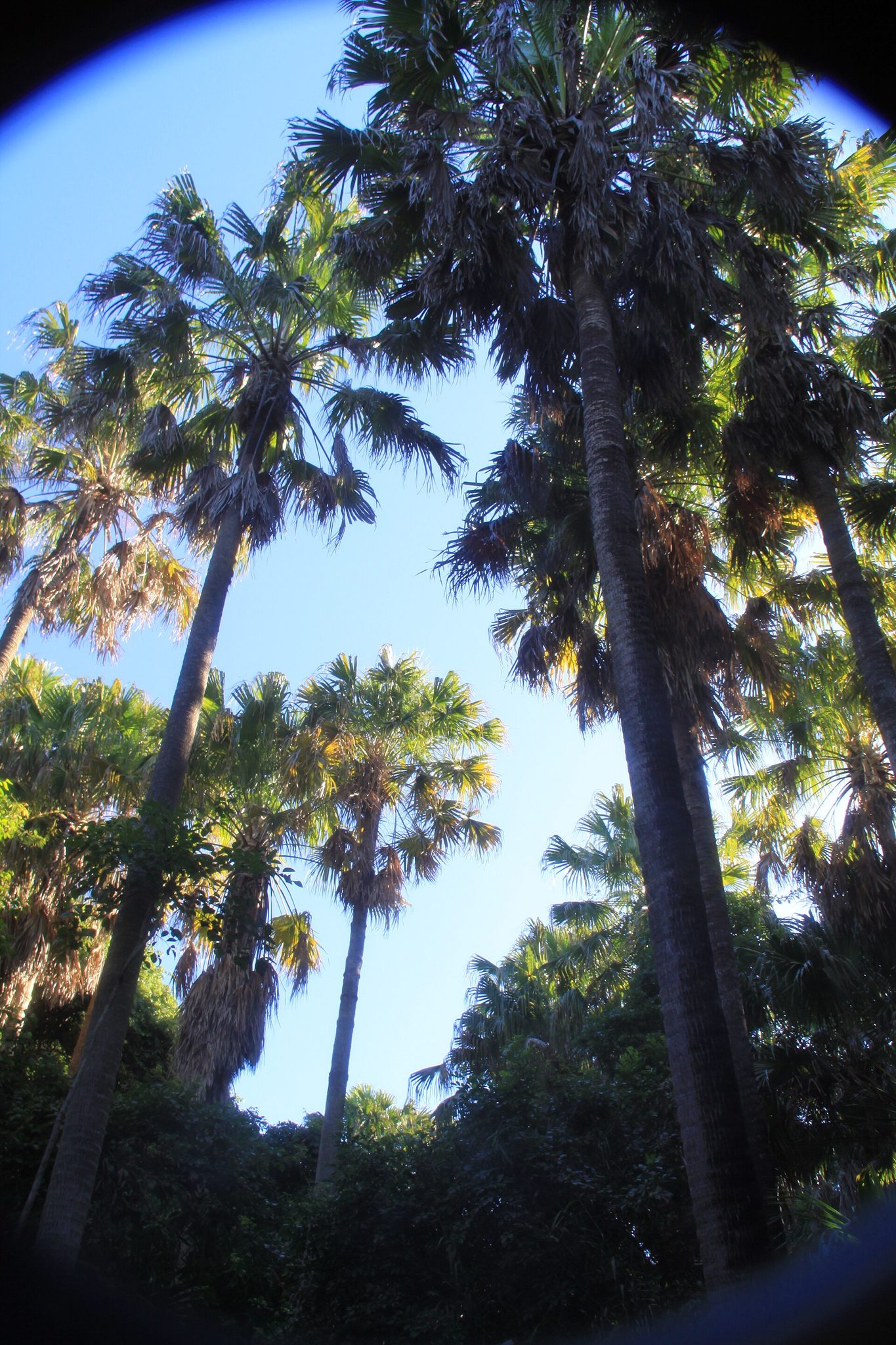 The Palms Oasis Caravan Park — Blueys Beach, NSW