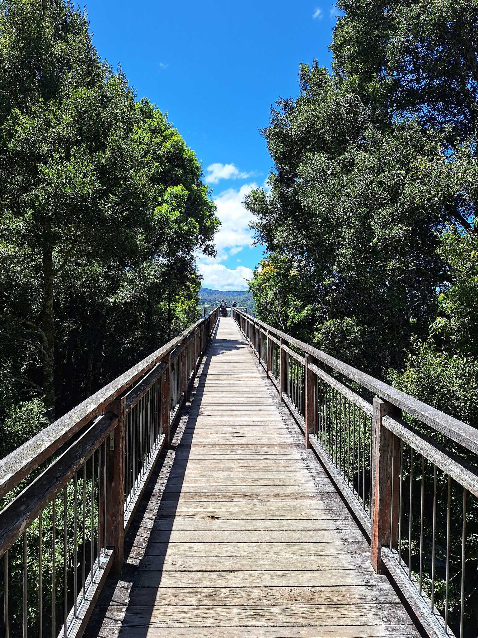 Dorrigo National Park and Rainforest Centre in Dorrigo Mountain, NSW — photo 1
