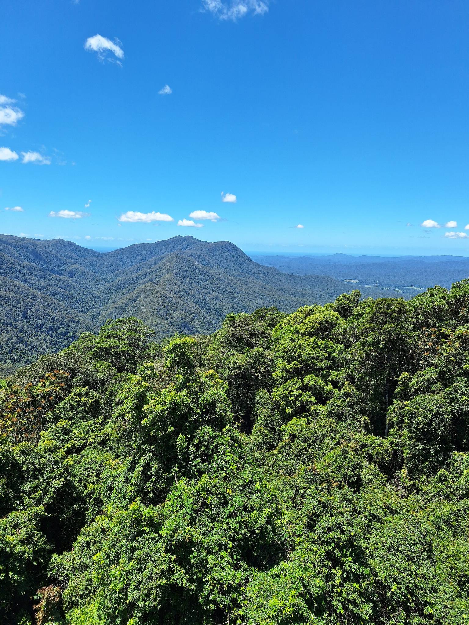 Dorrigo National Park and Rainforest Centre in Dorrigo Mountain, NSW — photo 3
